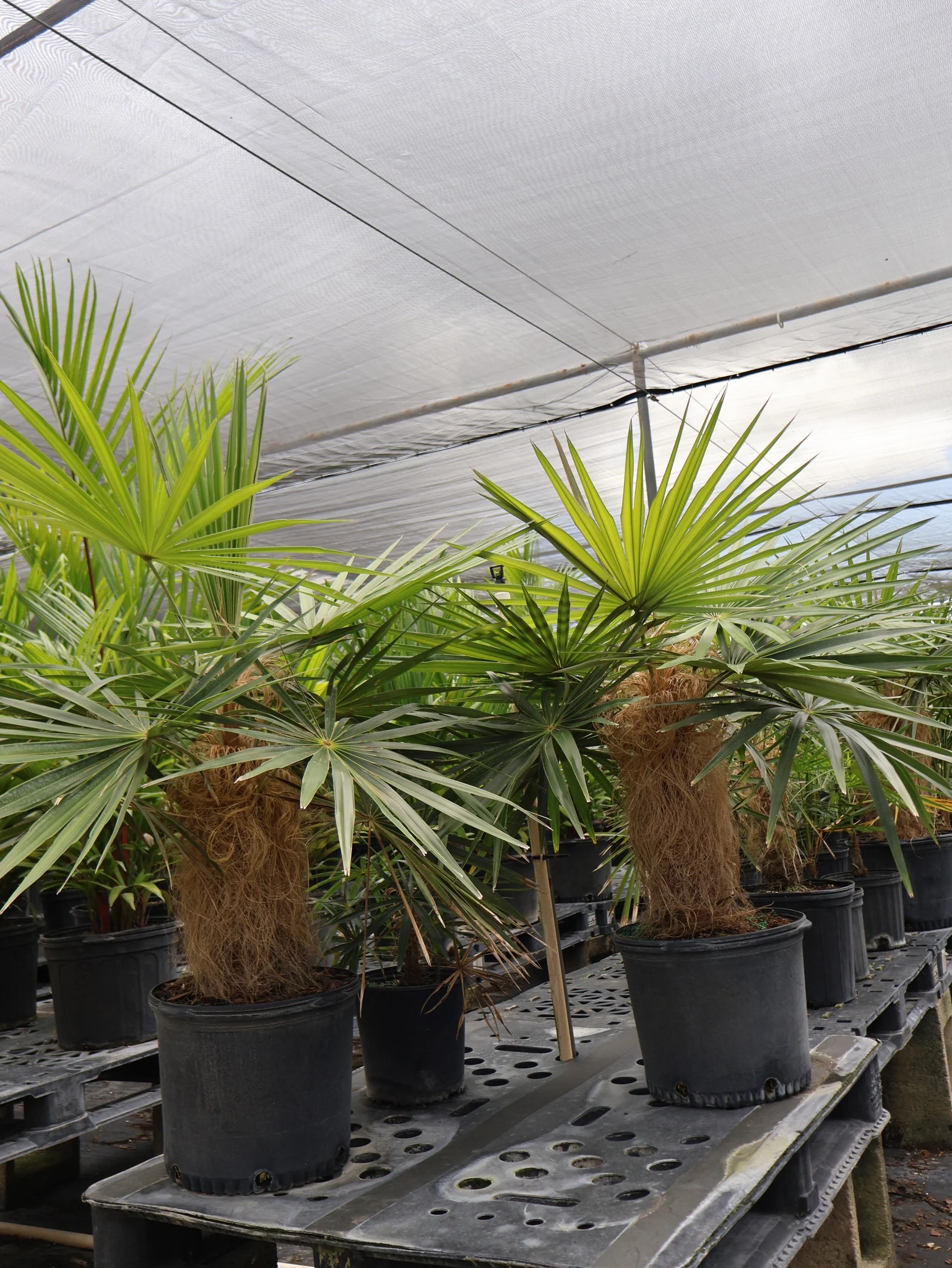 Old Man Palm, Coccothrinax Crinita, Palma Petate - Image 3