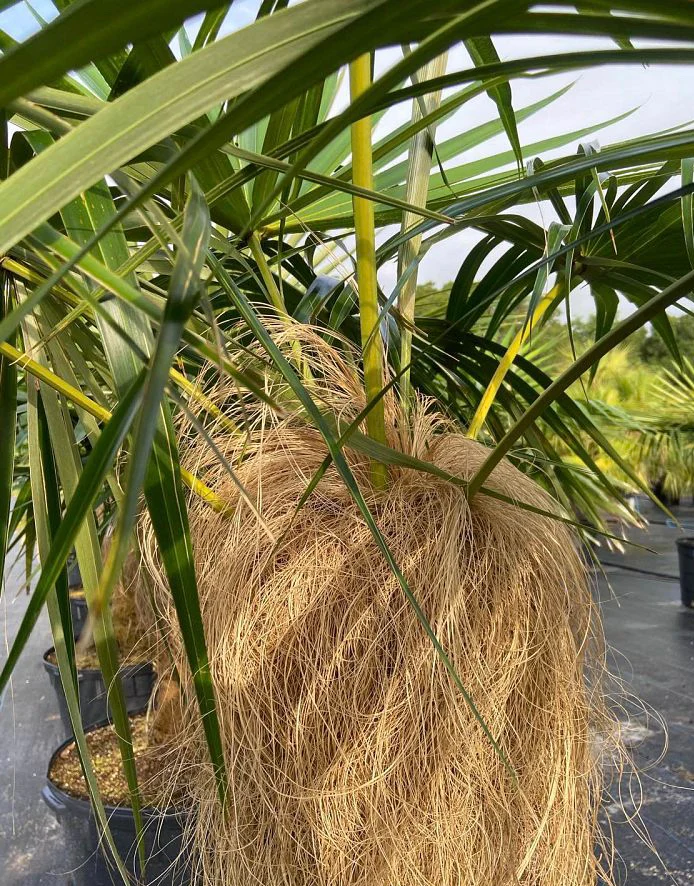 Old Man Palm, Coccothrinax Crinita, Palma Petate - Image 4