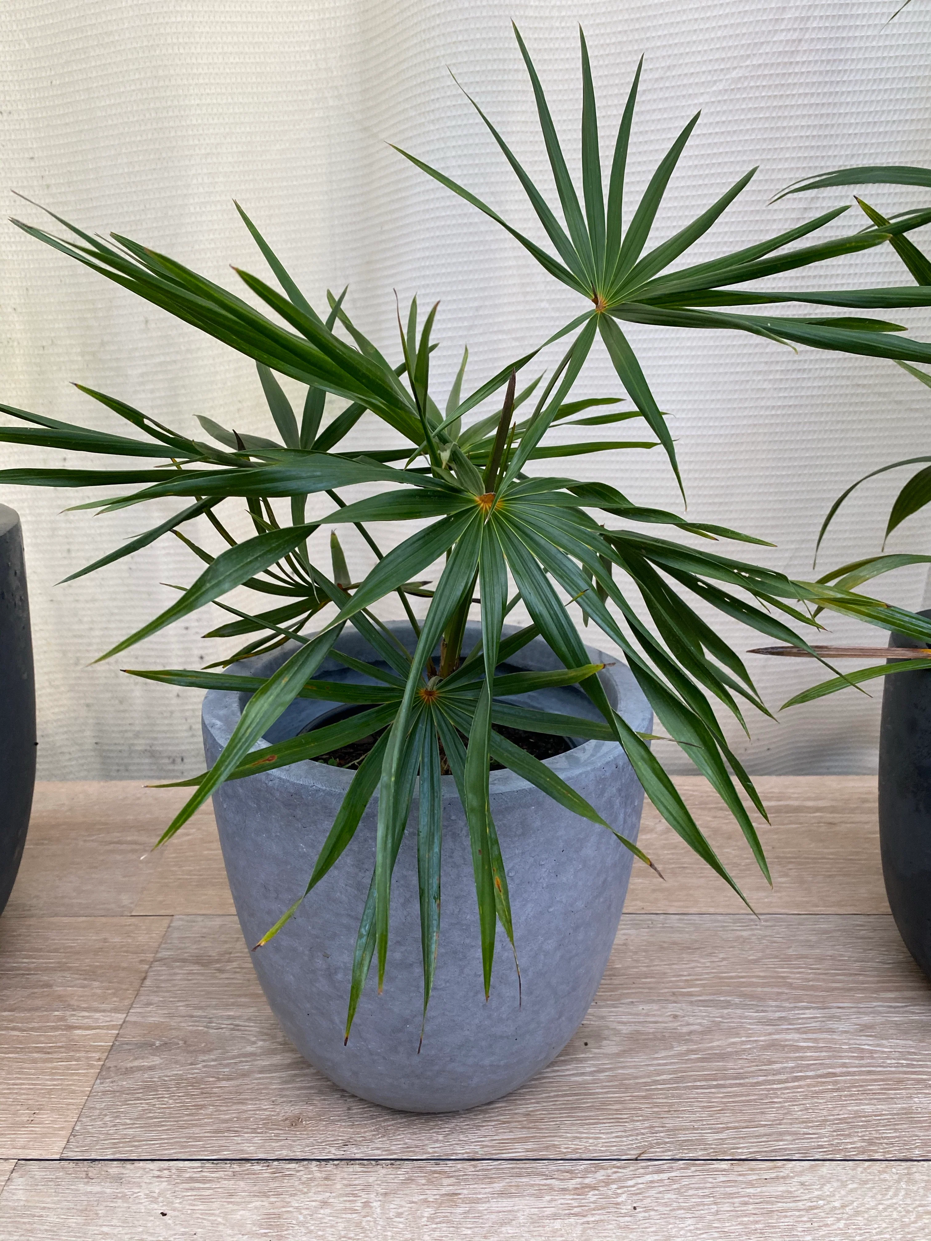 Old Man Palm, Coccothrinax Crinita, Palma Petate - Image 6