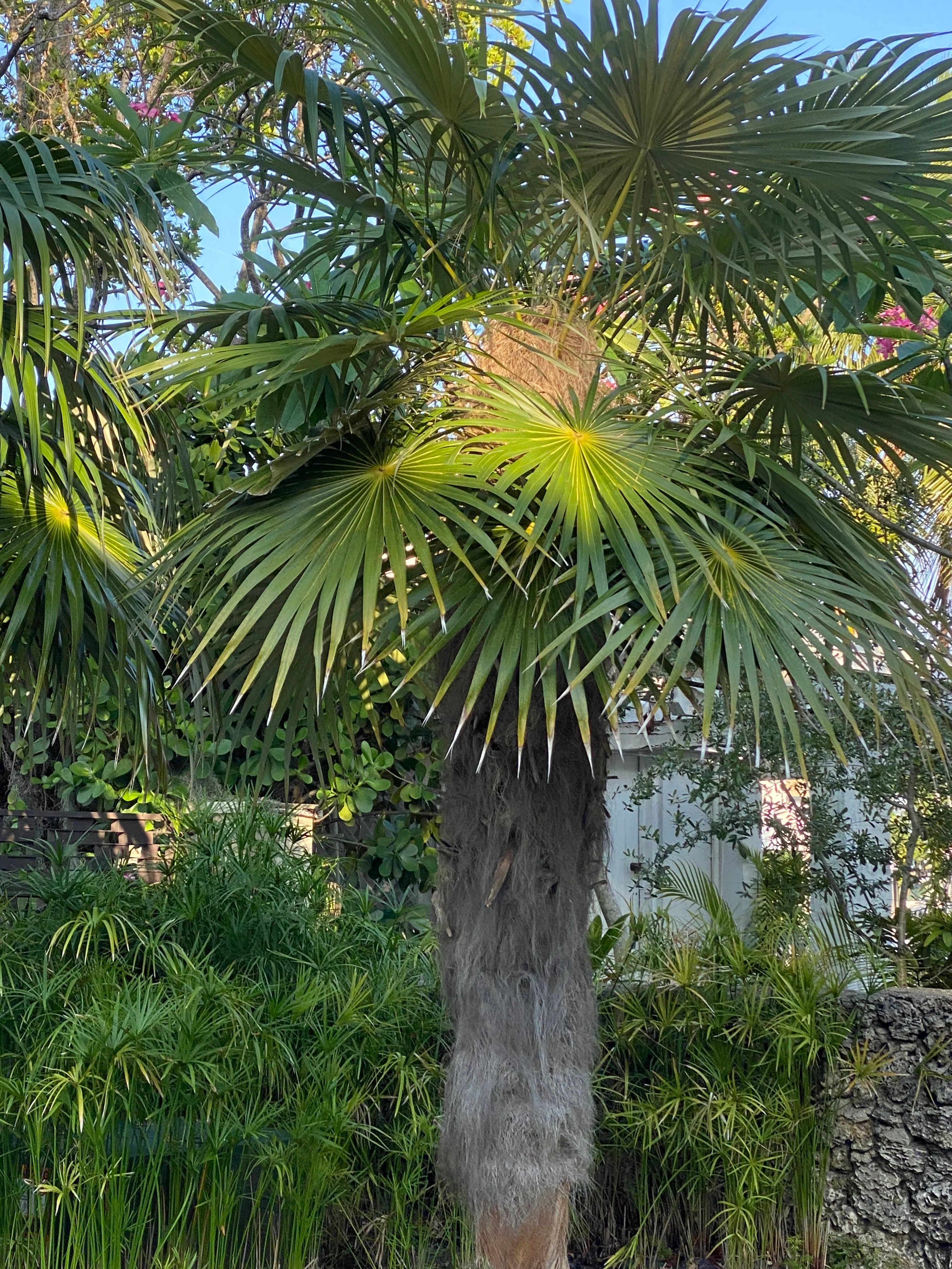 Old Man Palm, Coccothrinax Crinita, Palma Petate - Image 8