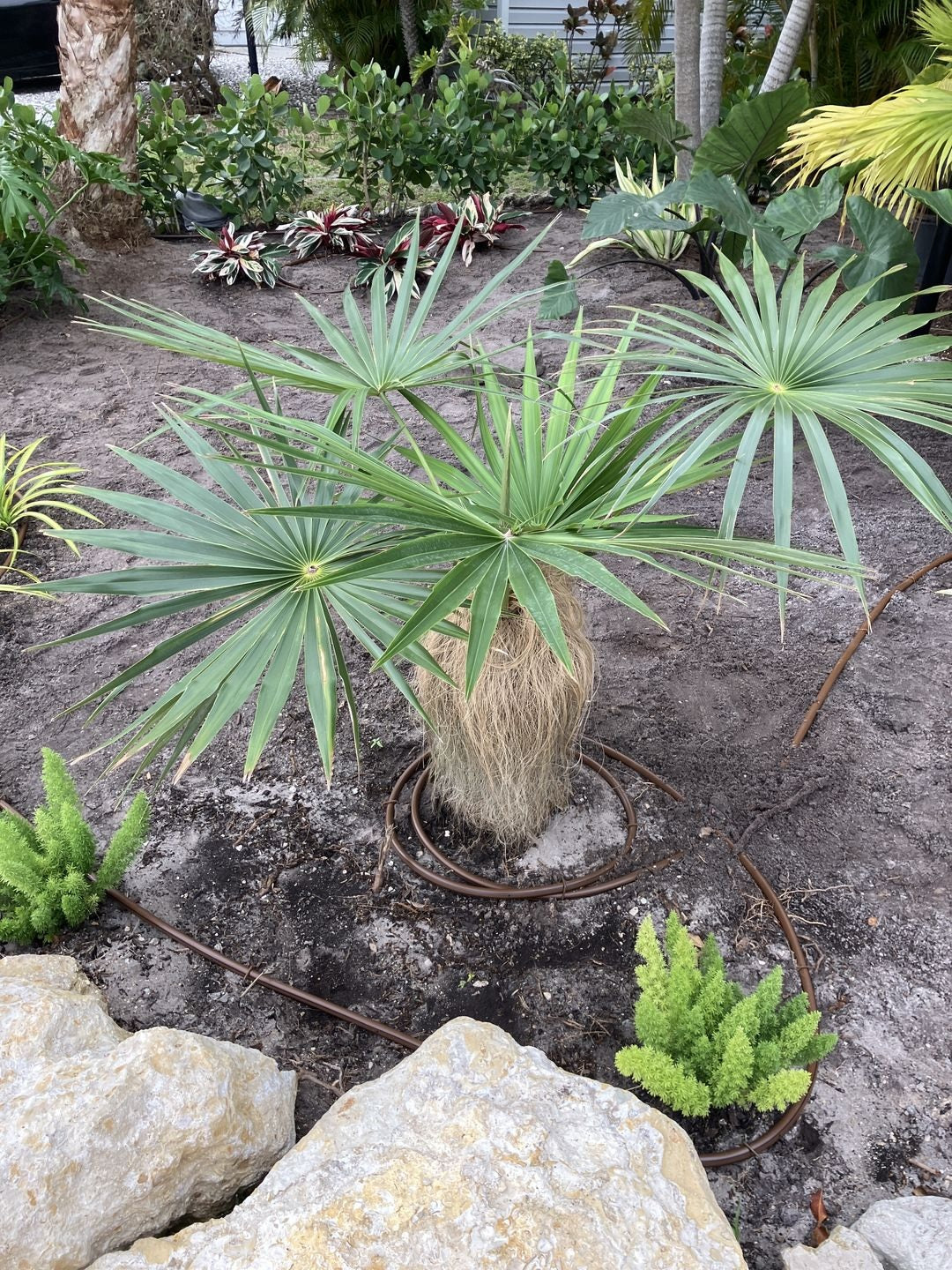 Old Man Palm, Coccothrinax Crinita, Palma Petate - Image 9