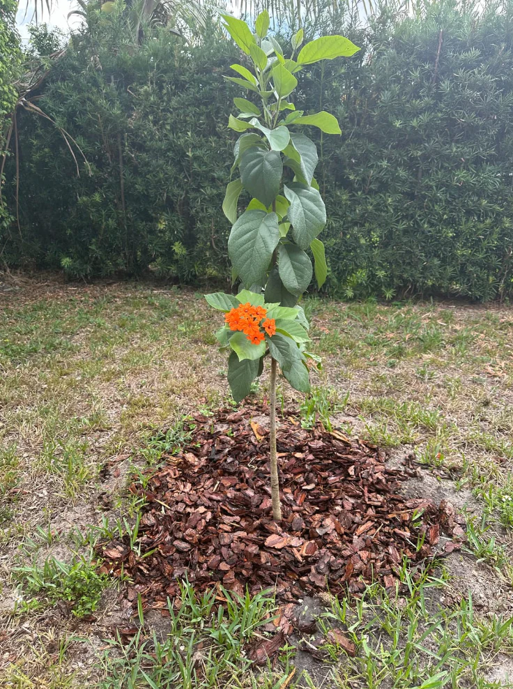 Orange Geiger Tree, Cordia sebestena - Image 5