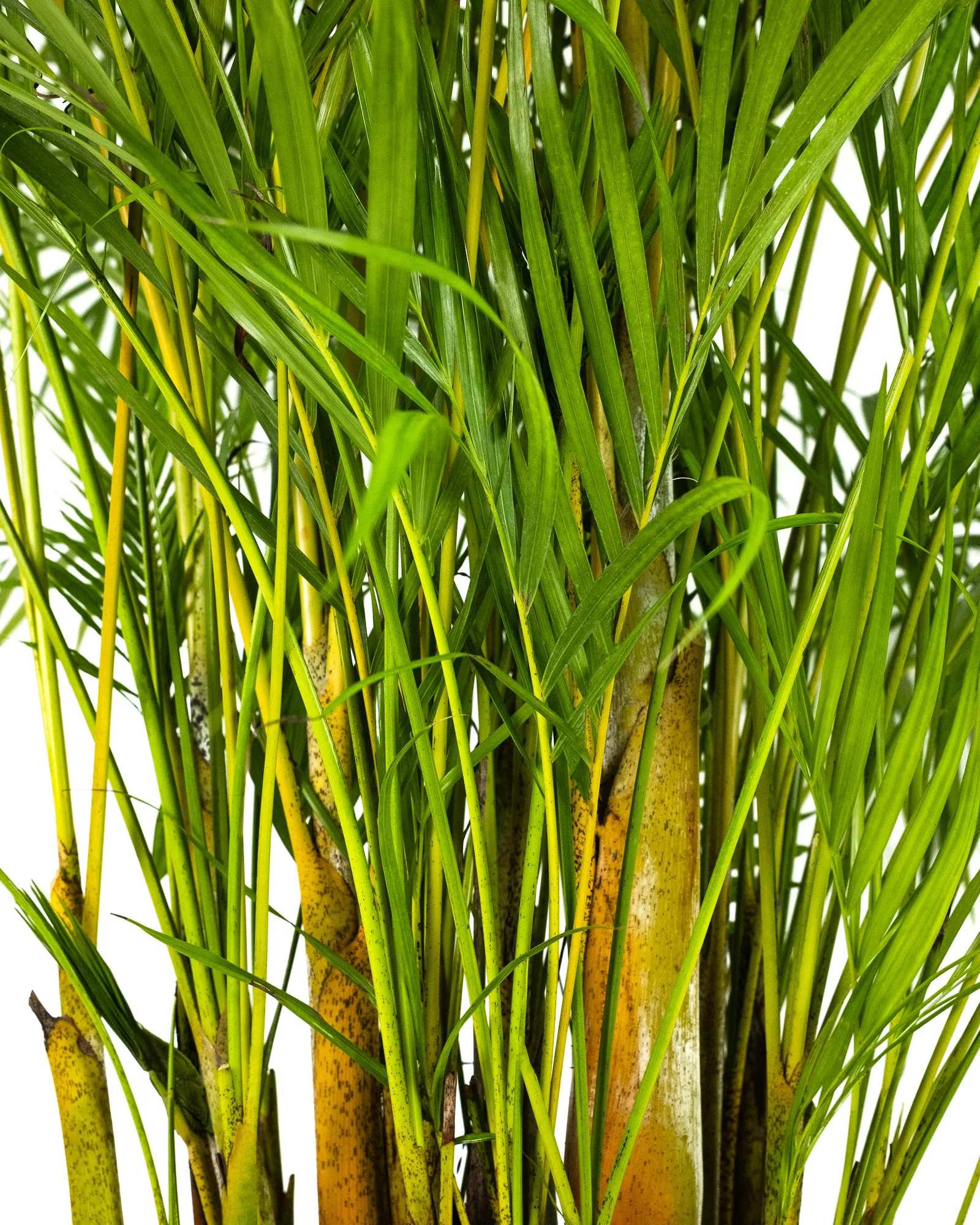 Areca Palm, Golden Cane, Dypsis Lutescens - Image 3