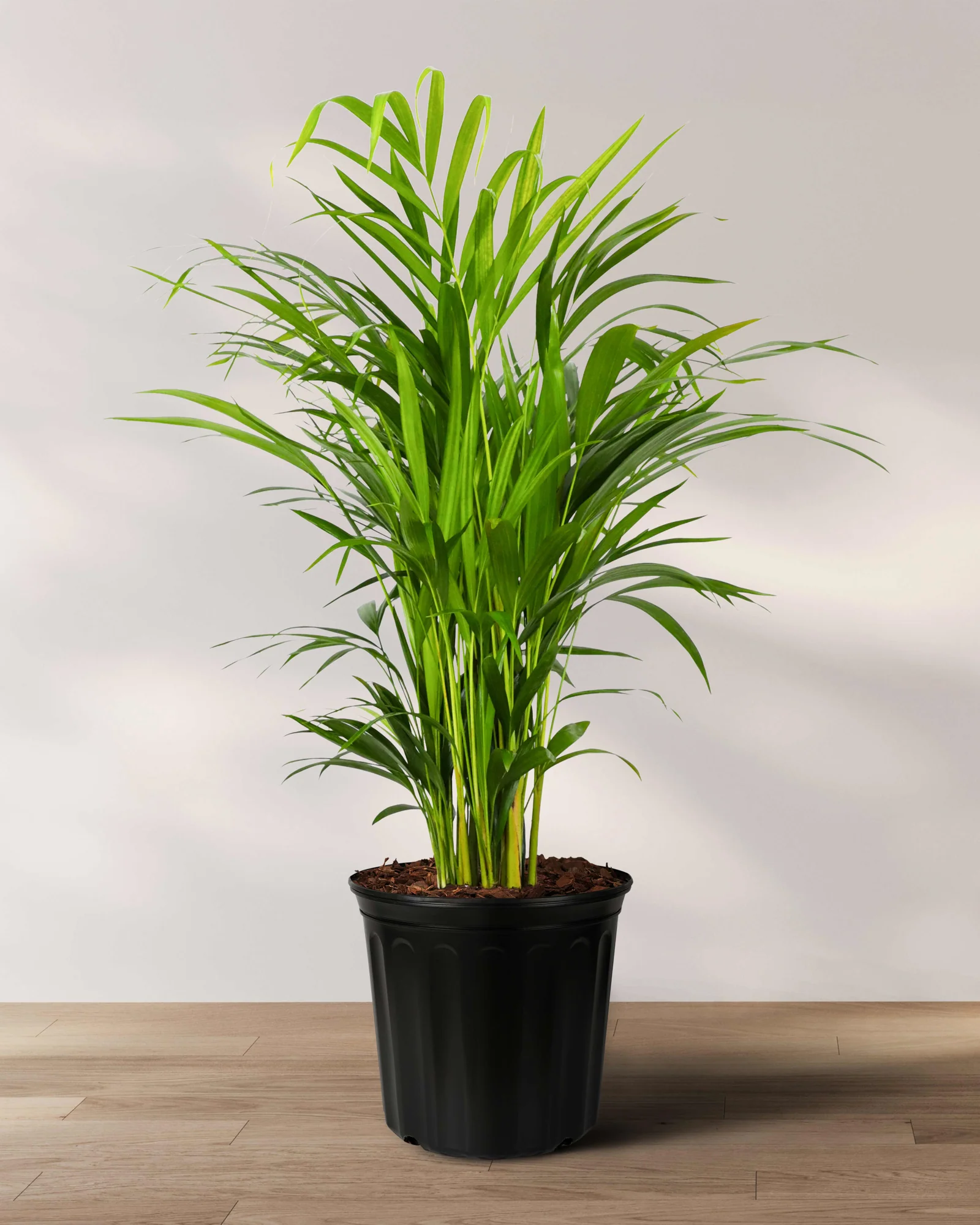 Areca Palm, Golden Cane, Dypsis Lutescens - Image 4