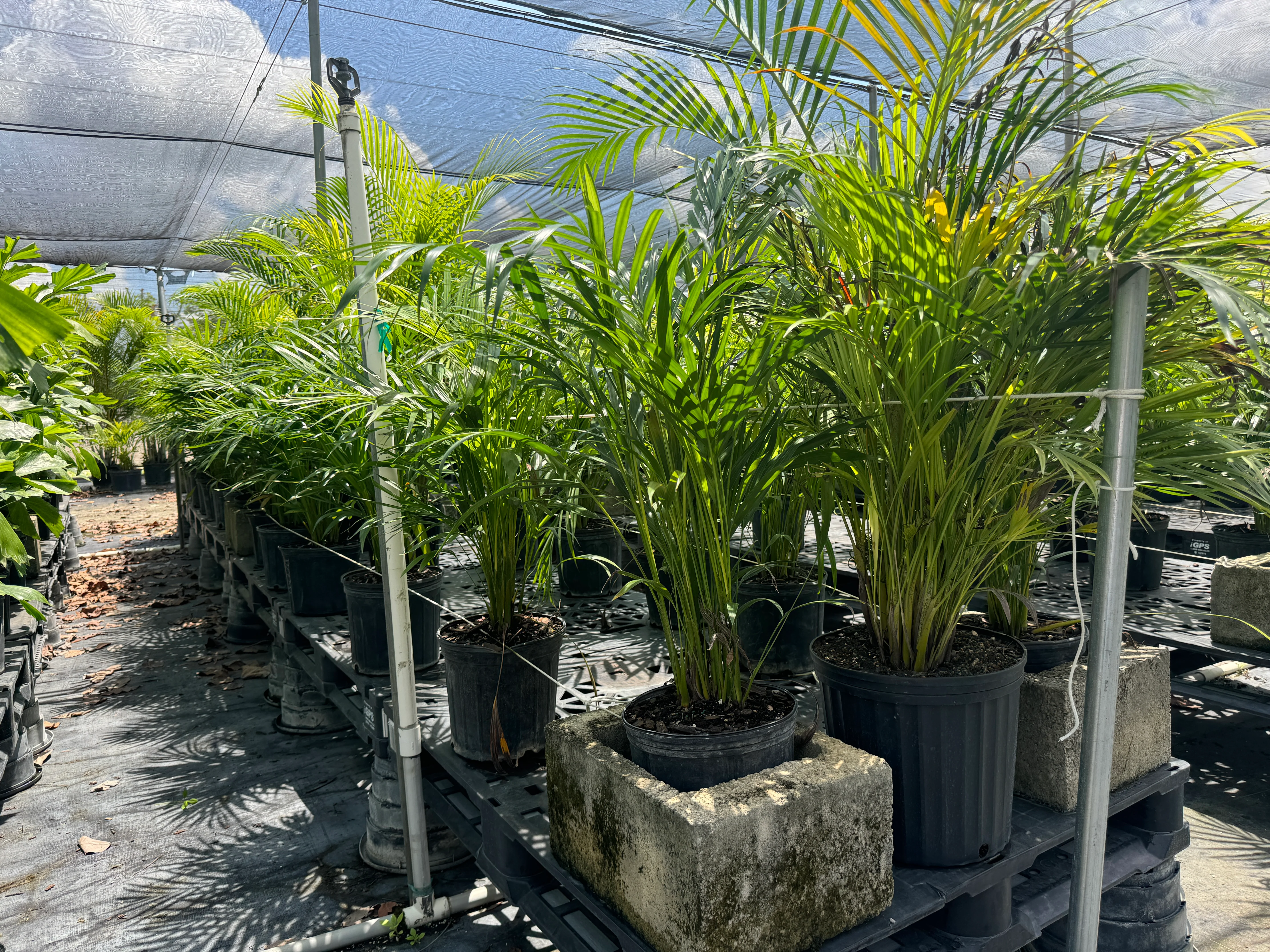 Areca Palm, Golden Cane, Dypsis Lutescens - Image 5