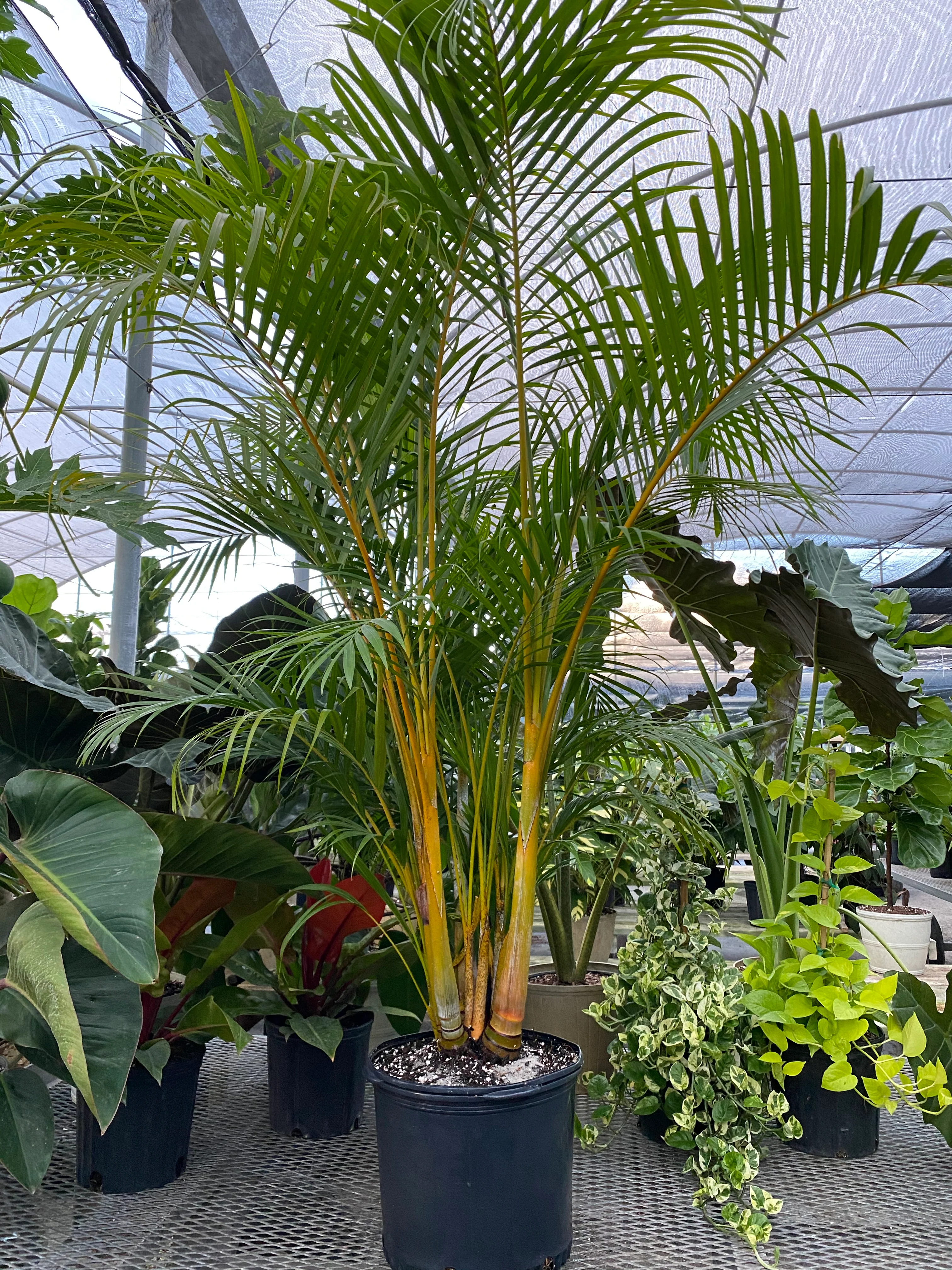 Areca Palm, Golden Cane, Dypsis Lutescens - Image 6