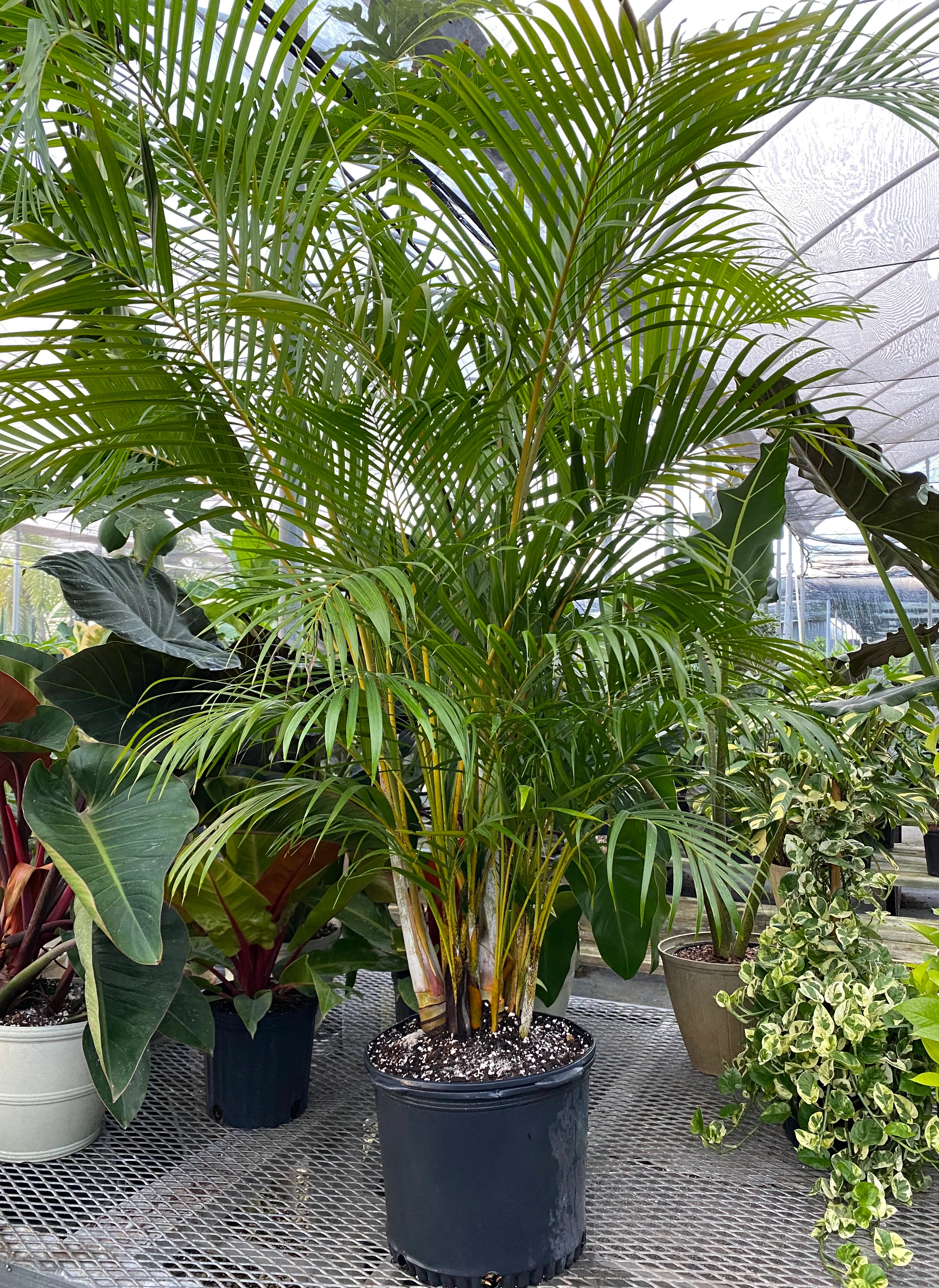 Areca Palm, Golden Cane, Dypsis Lutescens - Image 7