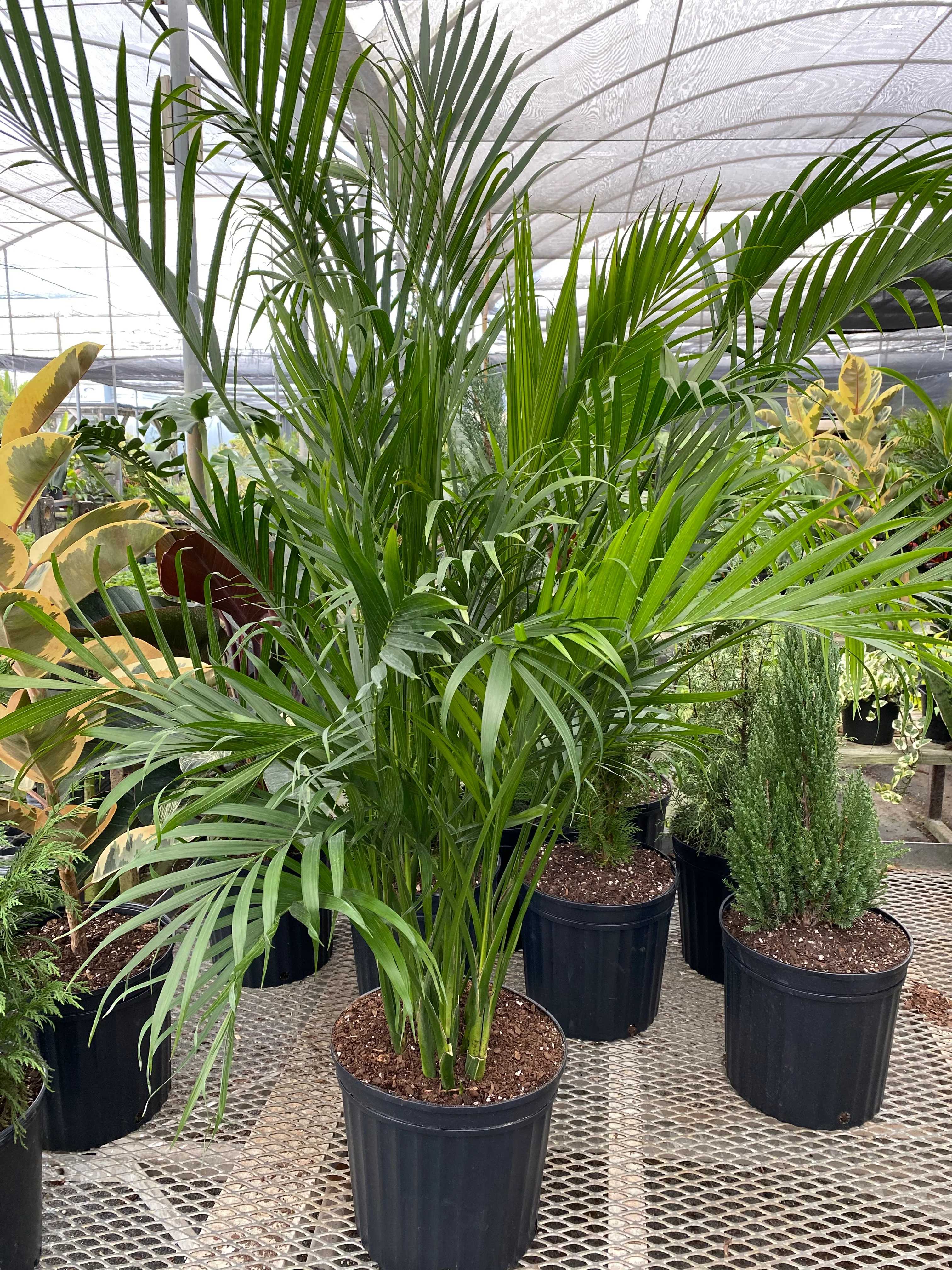 Cat Palm, Live Tropical Plant Indoor - Image 3