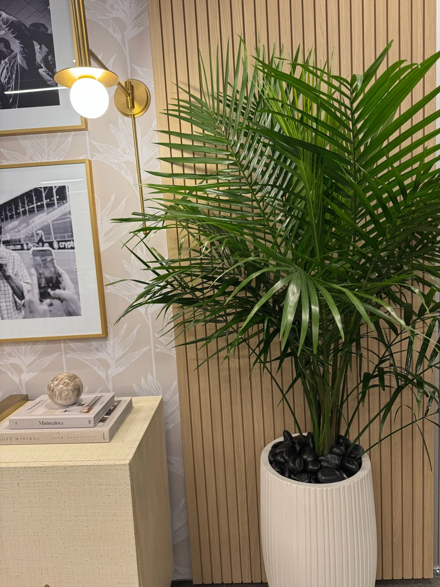 Cat Palm, Live Tropical Plant Indoor - Image 4