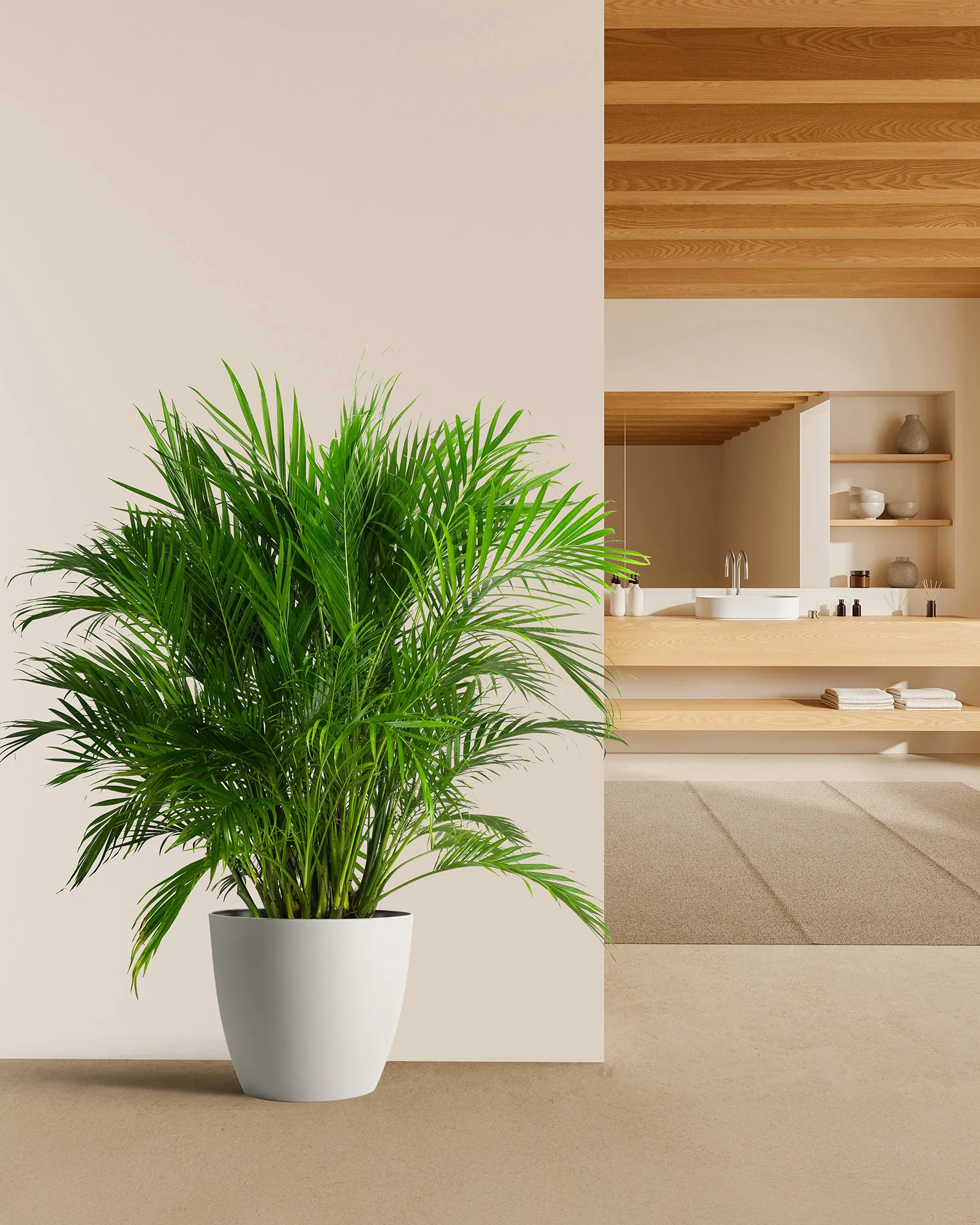 Cat Palm, Live Tropical Plant Indoor - Image 5