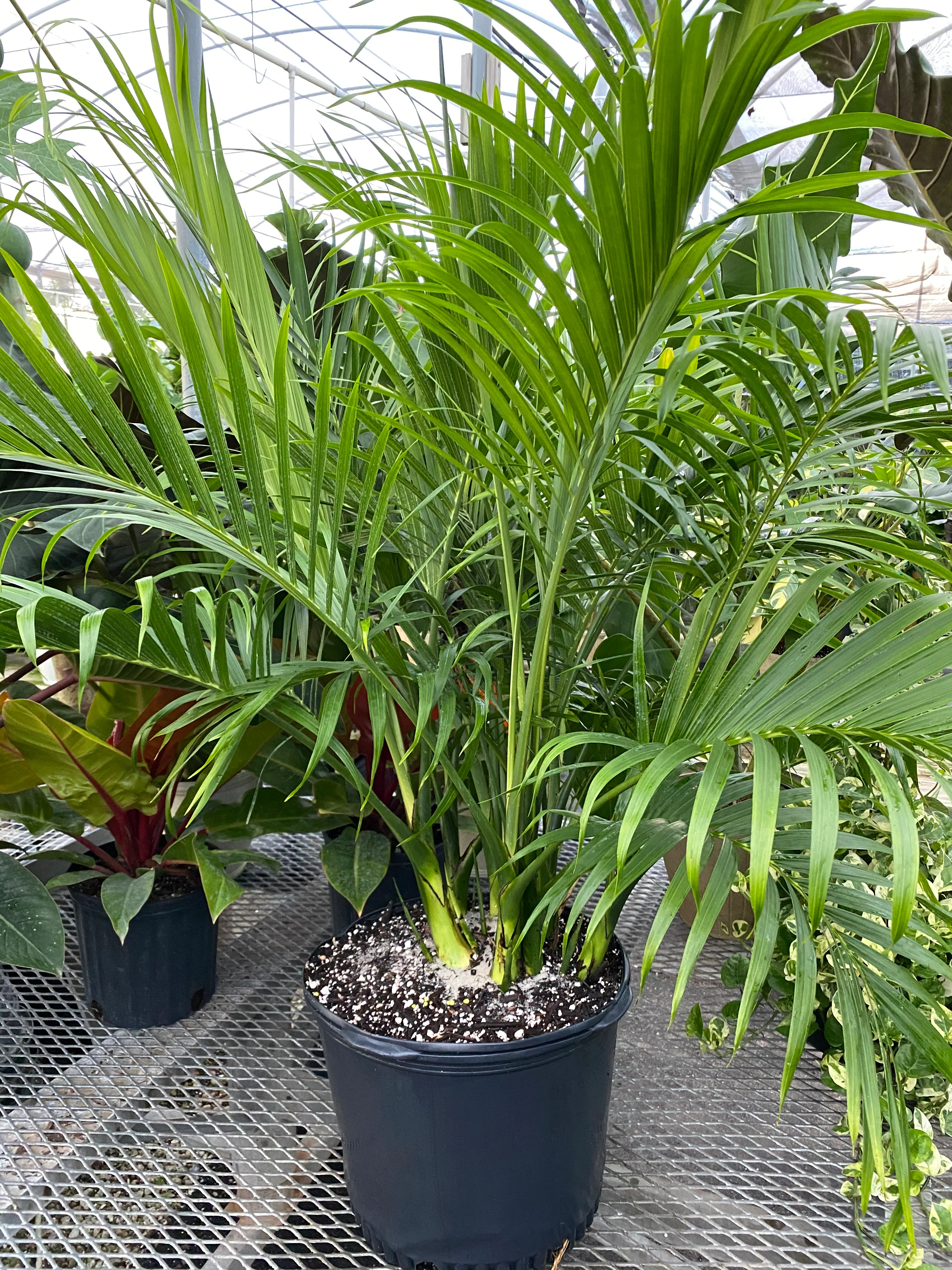 Cat Palm, Live Tropical Plant Indoor - Image 6