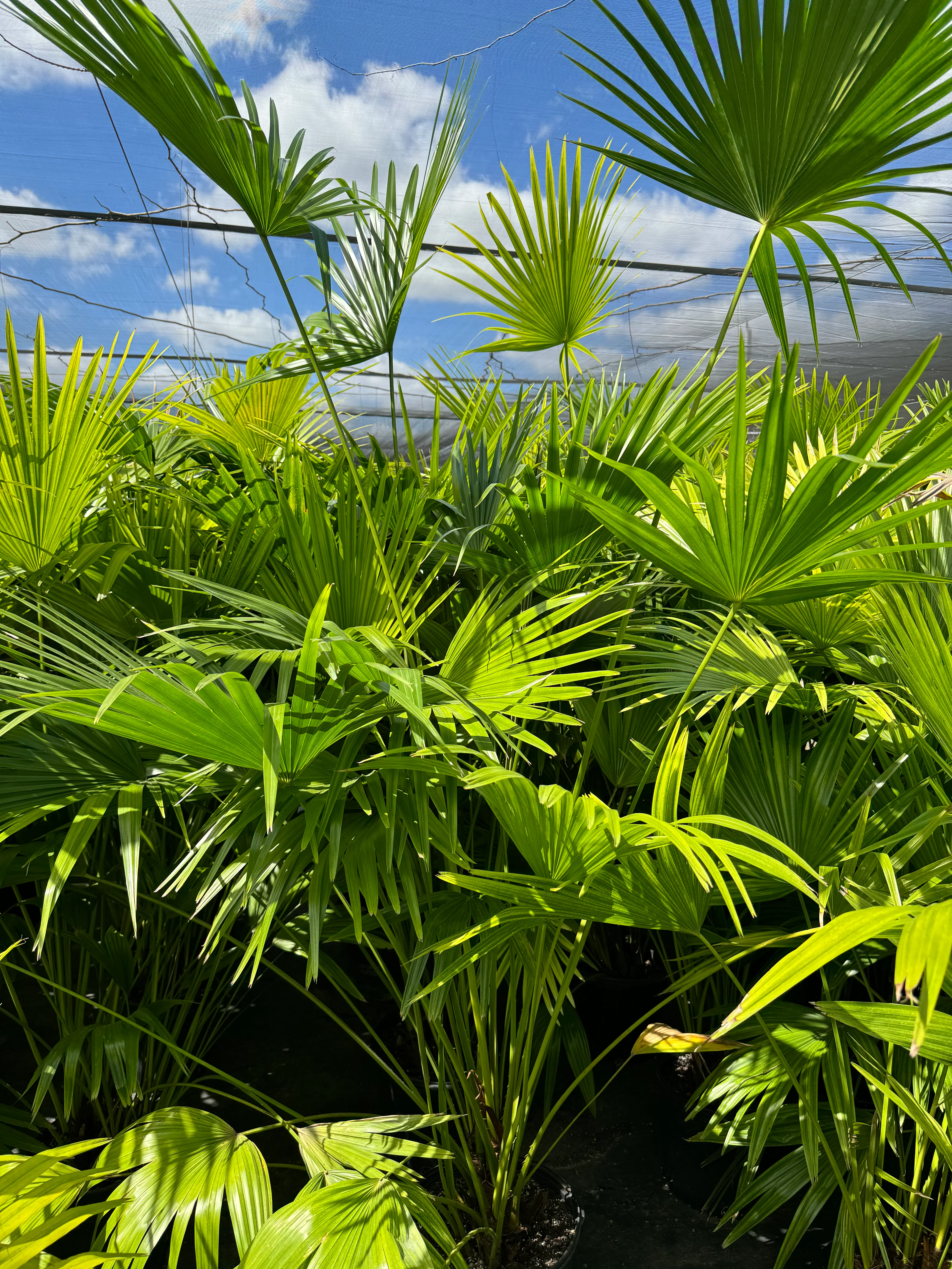 Chinese Fan Palm, Livistona chinensis, Fountain Palm - Image 13