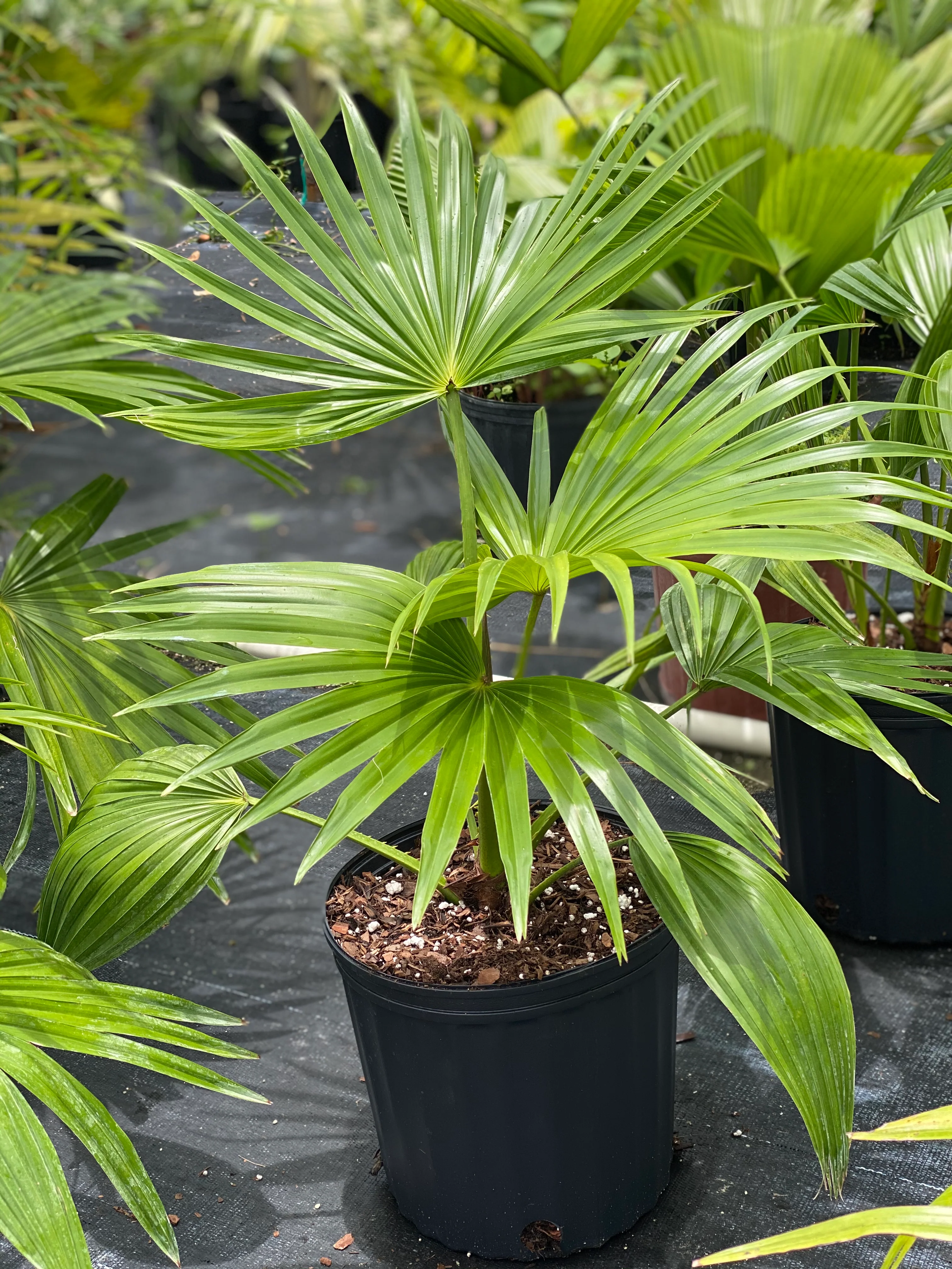 Chinese Fan Palm, Livistona chinensis, Fountain Palm - Image 4