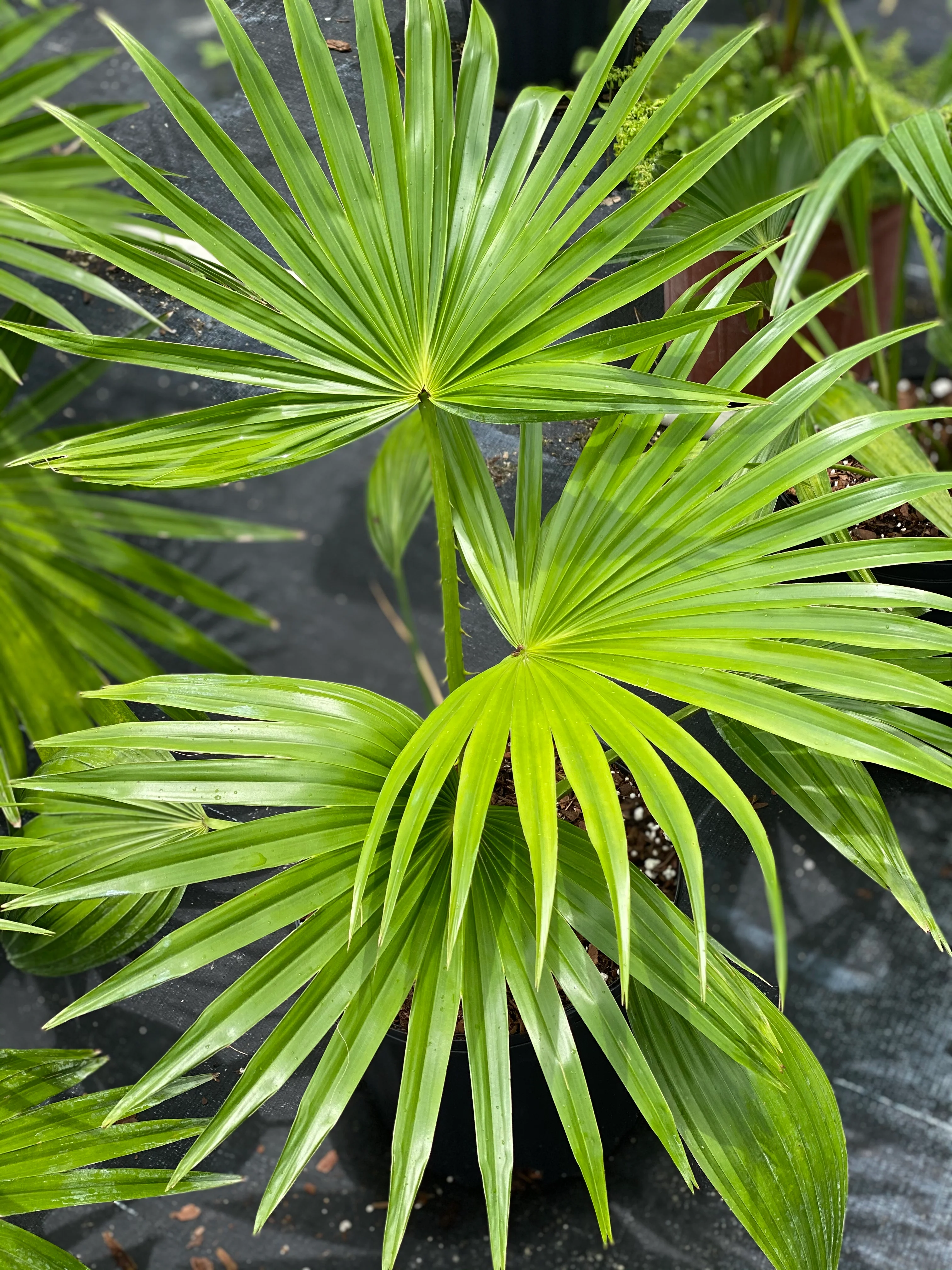 Chinese Fan Palm, Livistona chinensis, Fountain Palm - Image 5