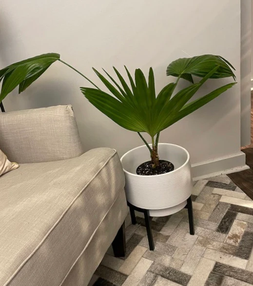 Chinese Fan Palm, Livistona chinensis, Fountain Palm - Image 7