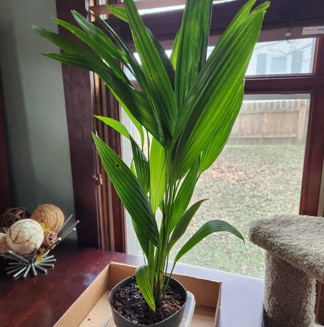 Chinese Fan Palm, Livistona chinensis, Fountain Palm - Image 9