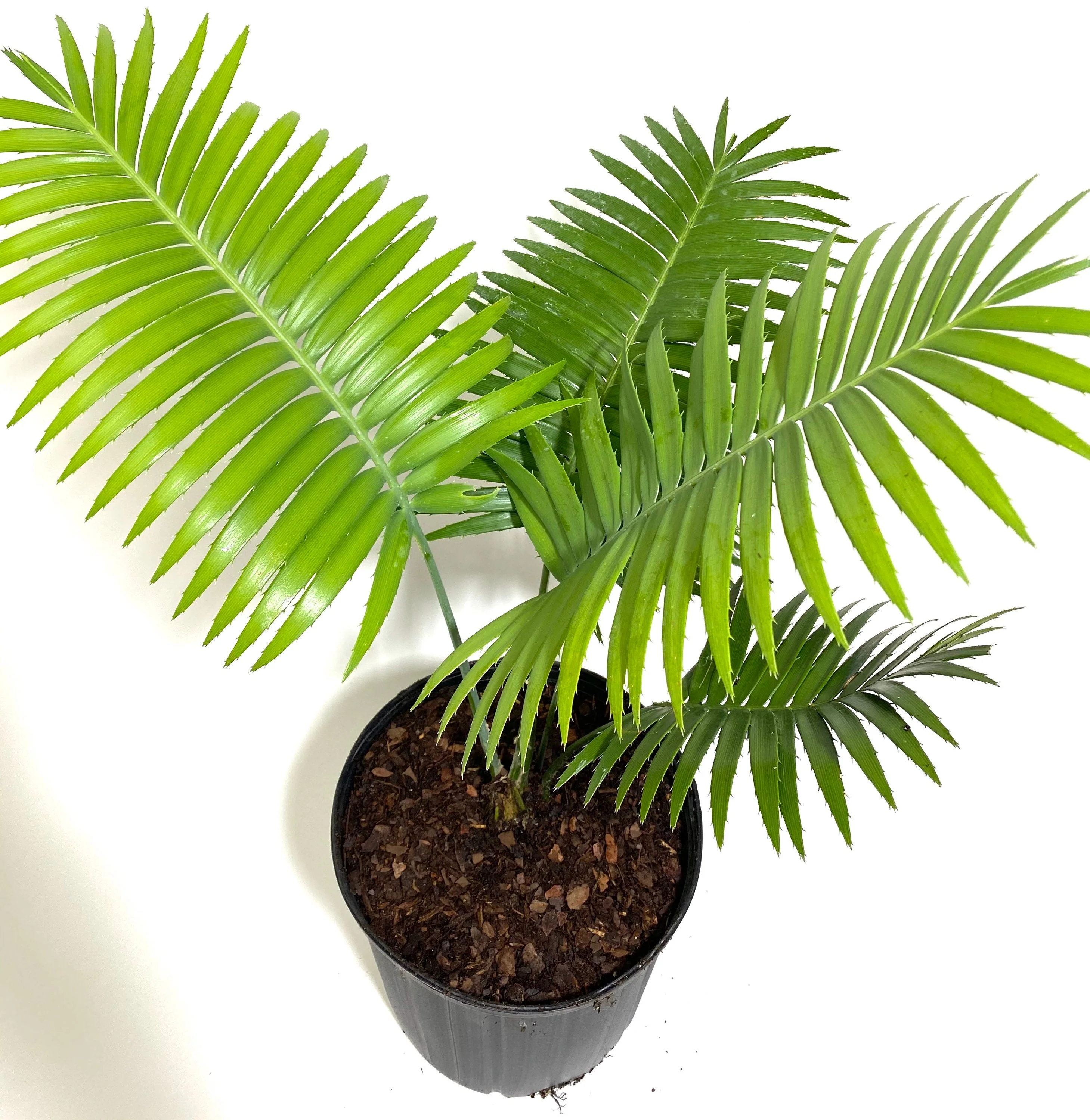 Dioon Spinulosum, Mexican Cycad, Gum Exotic Palm - Image 6