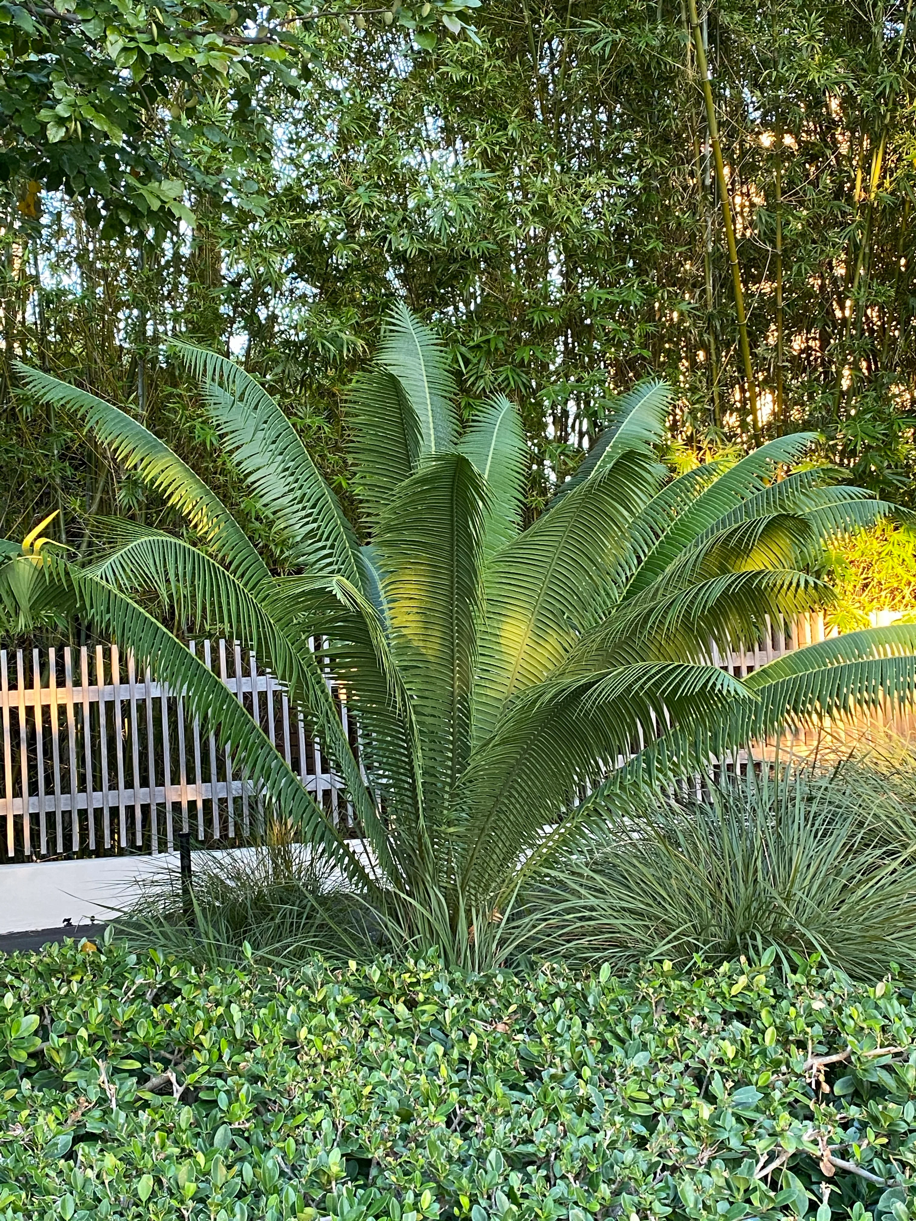 Dioon Spinulosum, Mexican Cycad, Gum Exotic Palm - Image 8