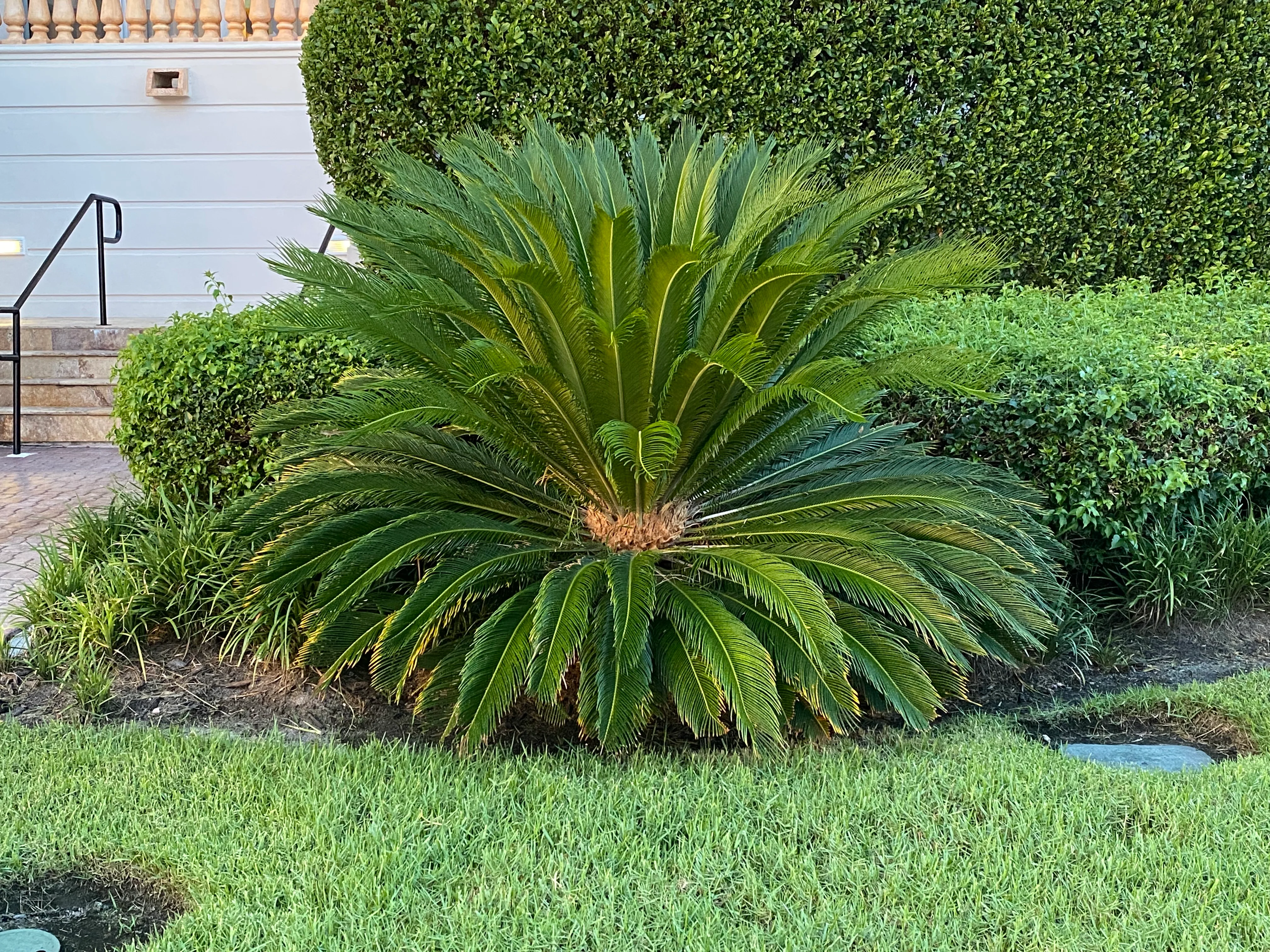 Palm King Sago Palm, Cycas Revoluta, Exotic - Image 10