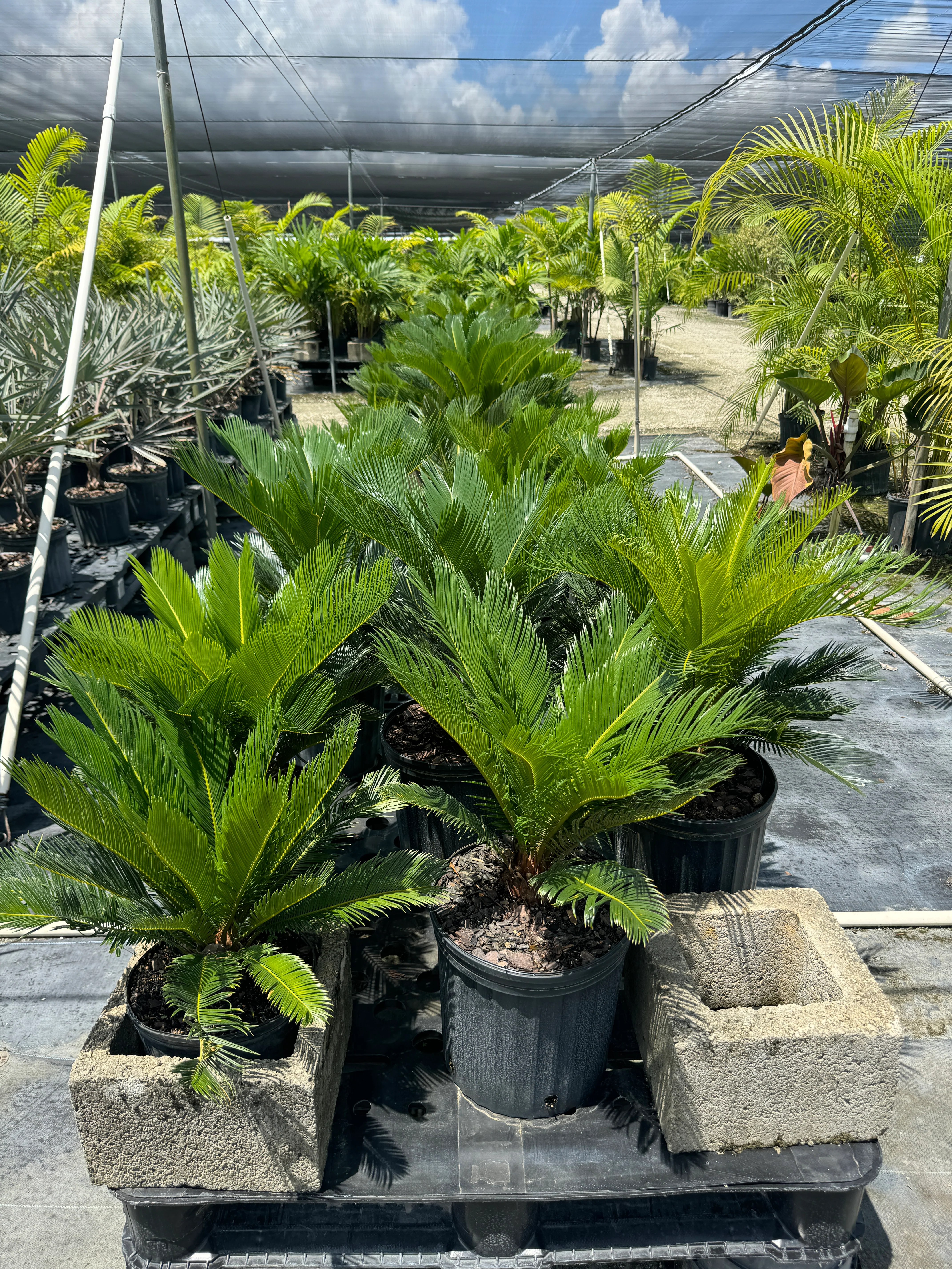 Palm King Sago Palm, Cycas Revoluta, Exotic - Image 11