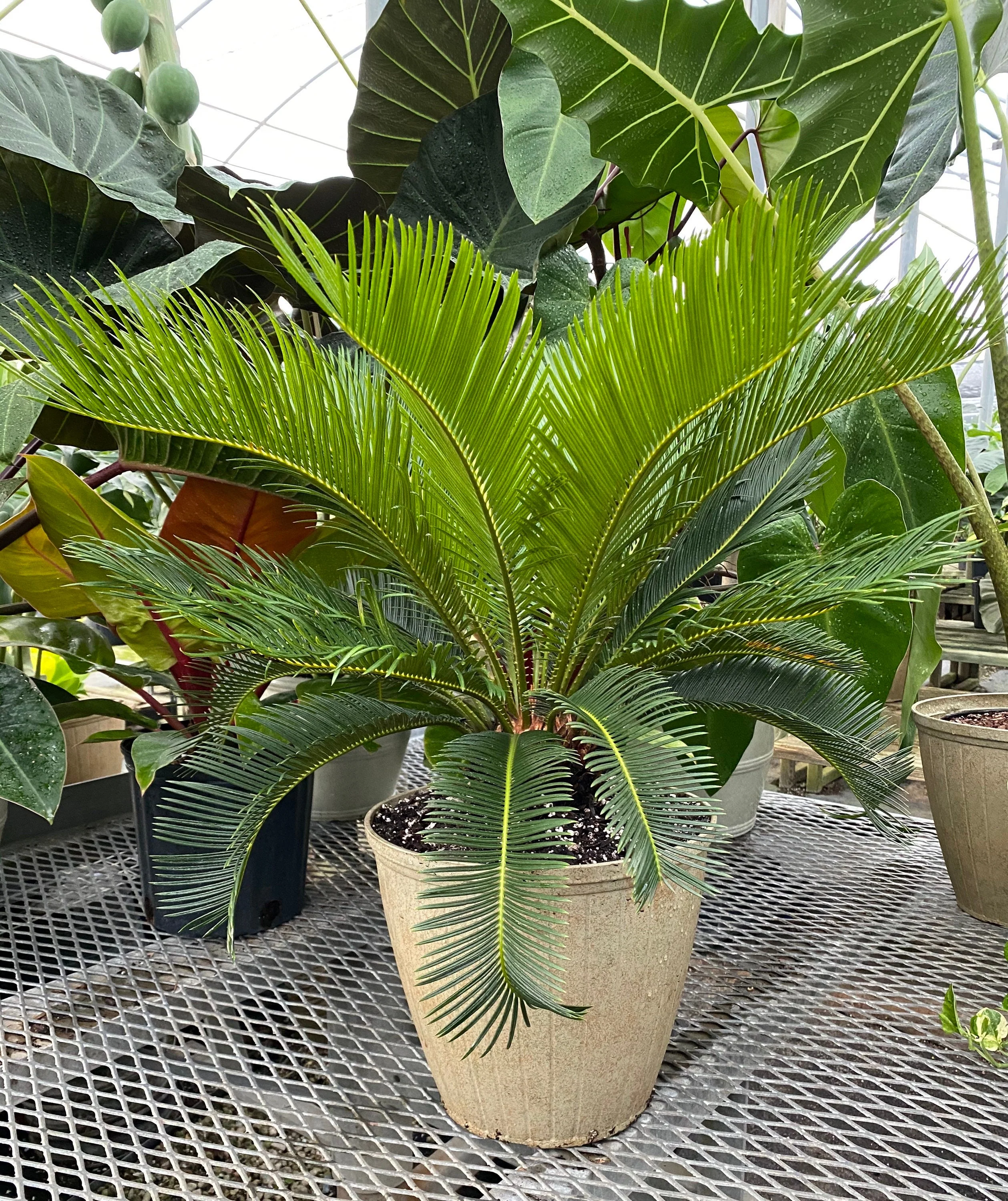 Palm King Sago Palm, Cycas Revoluta, Exotic - Image 3