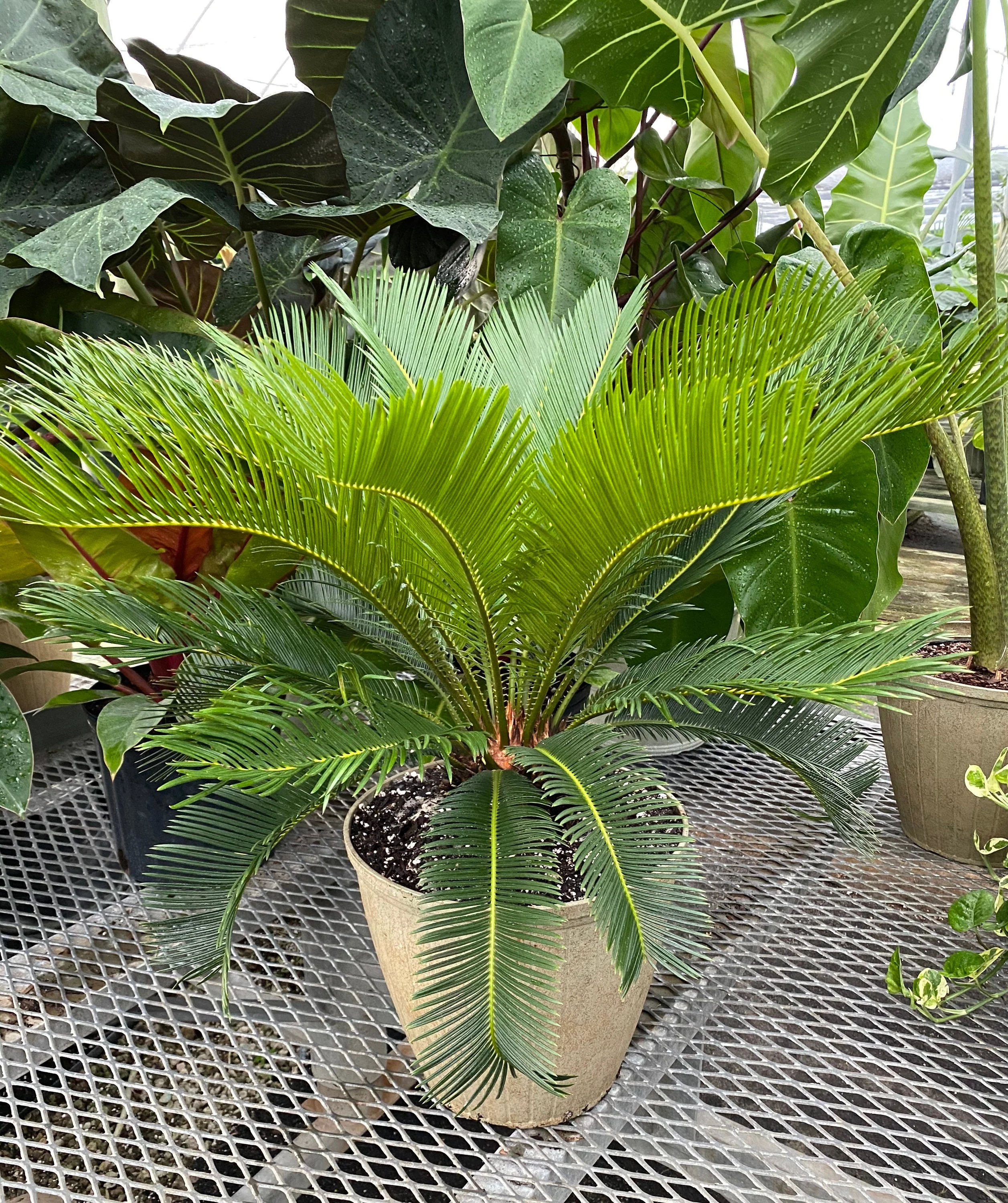 Palm King Sago Palm, Cycas Revoluta, Exotic - Image 4