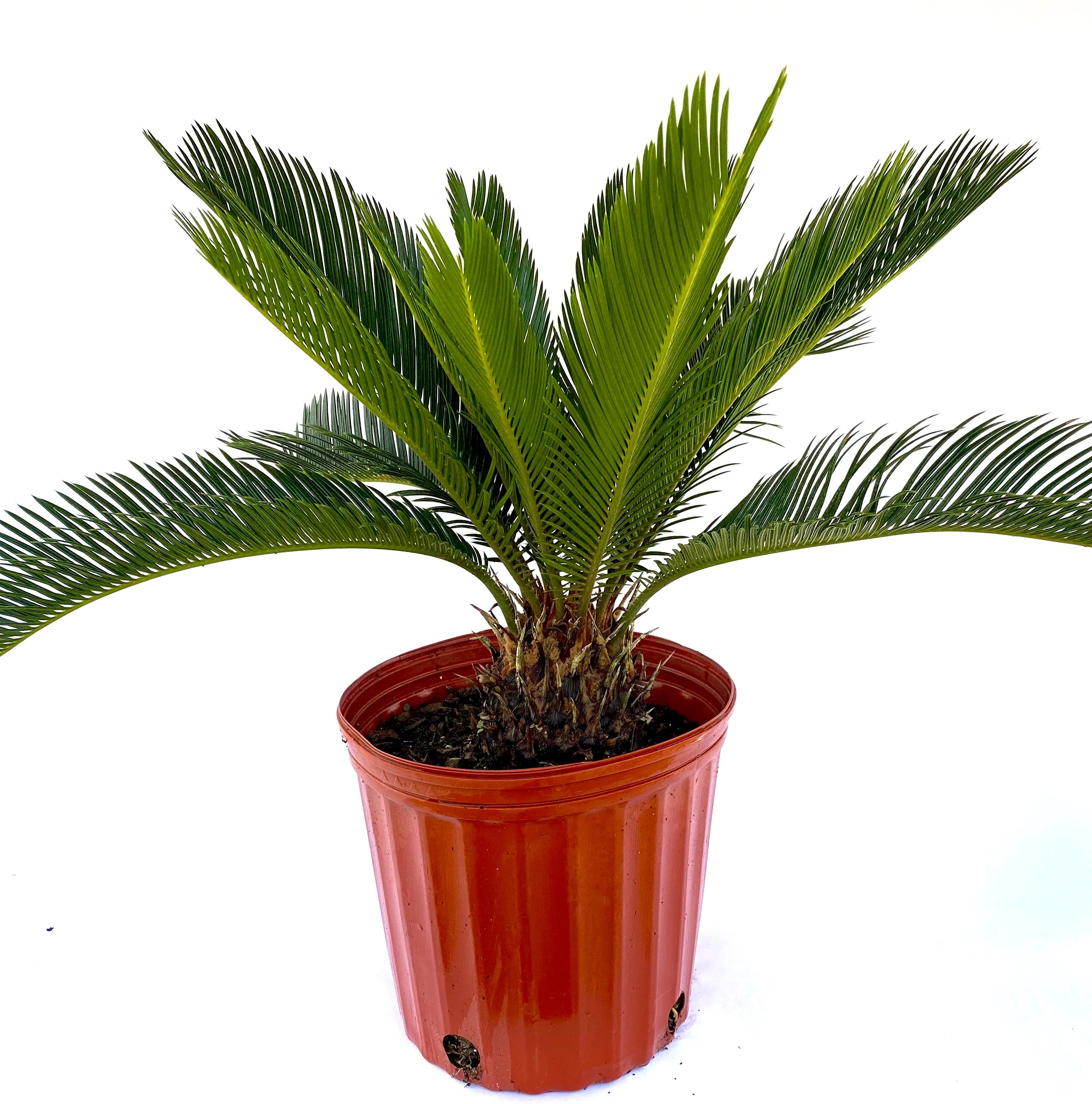 Palm King Sago Palm, Cycas Revoluta, Exotic - Image 5