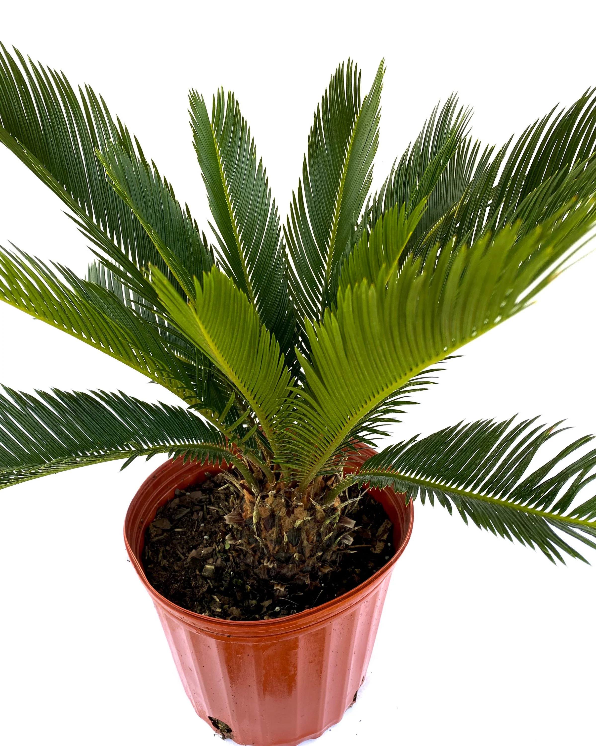 Palm King Sago Palm, Cycas Revoluta, Exotic - Image 6