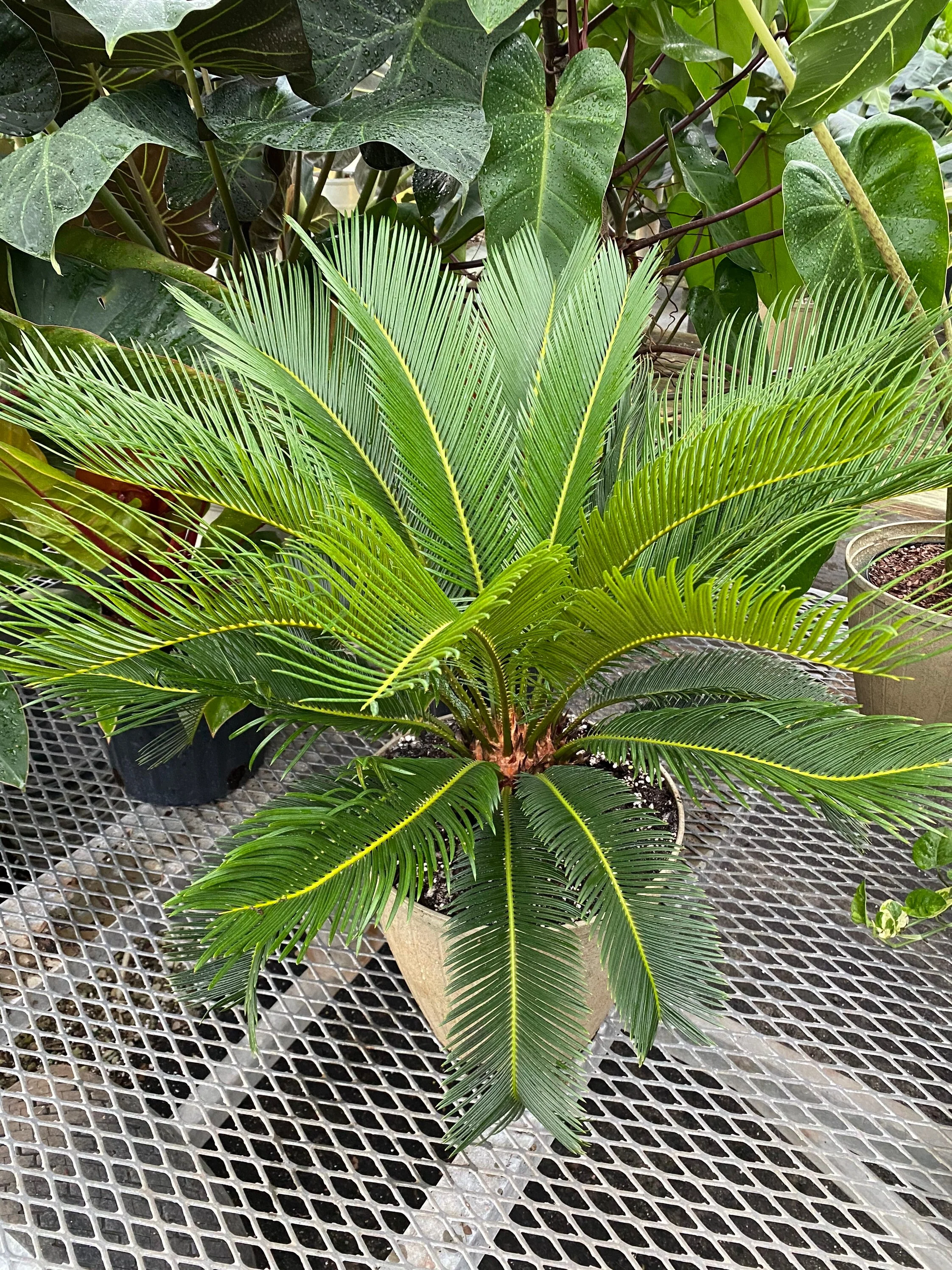 Palm King Sago Palm, Cycas Revoluta, Exotic - Image 7