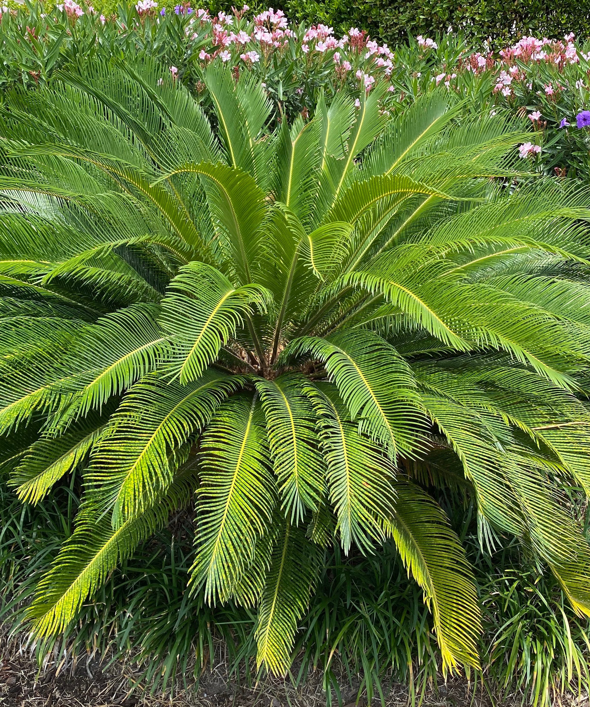 Palm King Sago Palm, Cycas Revoluta, Exotic - Image 8