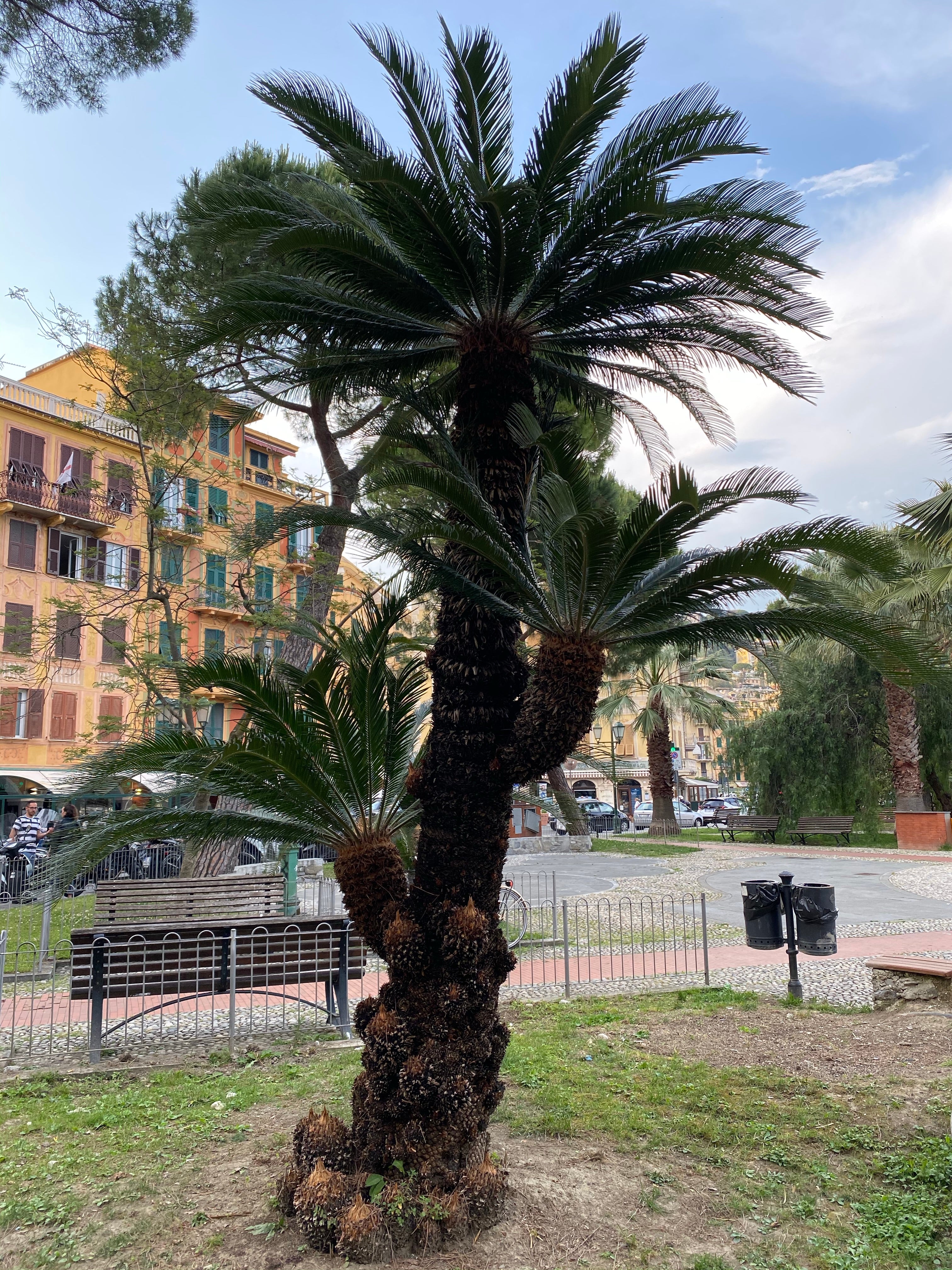 Palm King Sago Palm, Cycas Revoluta, Exotic - Image 9