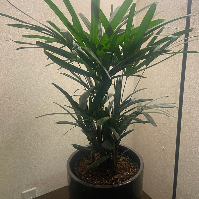Lady Palm, Rhapis Excelsa, Indoor Queen Palm - Image 10