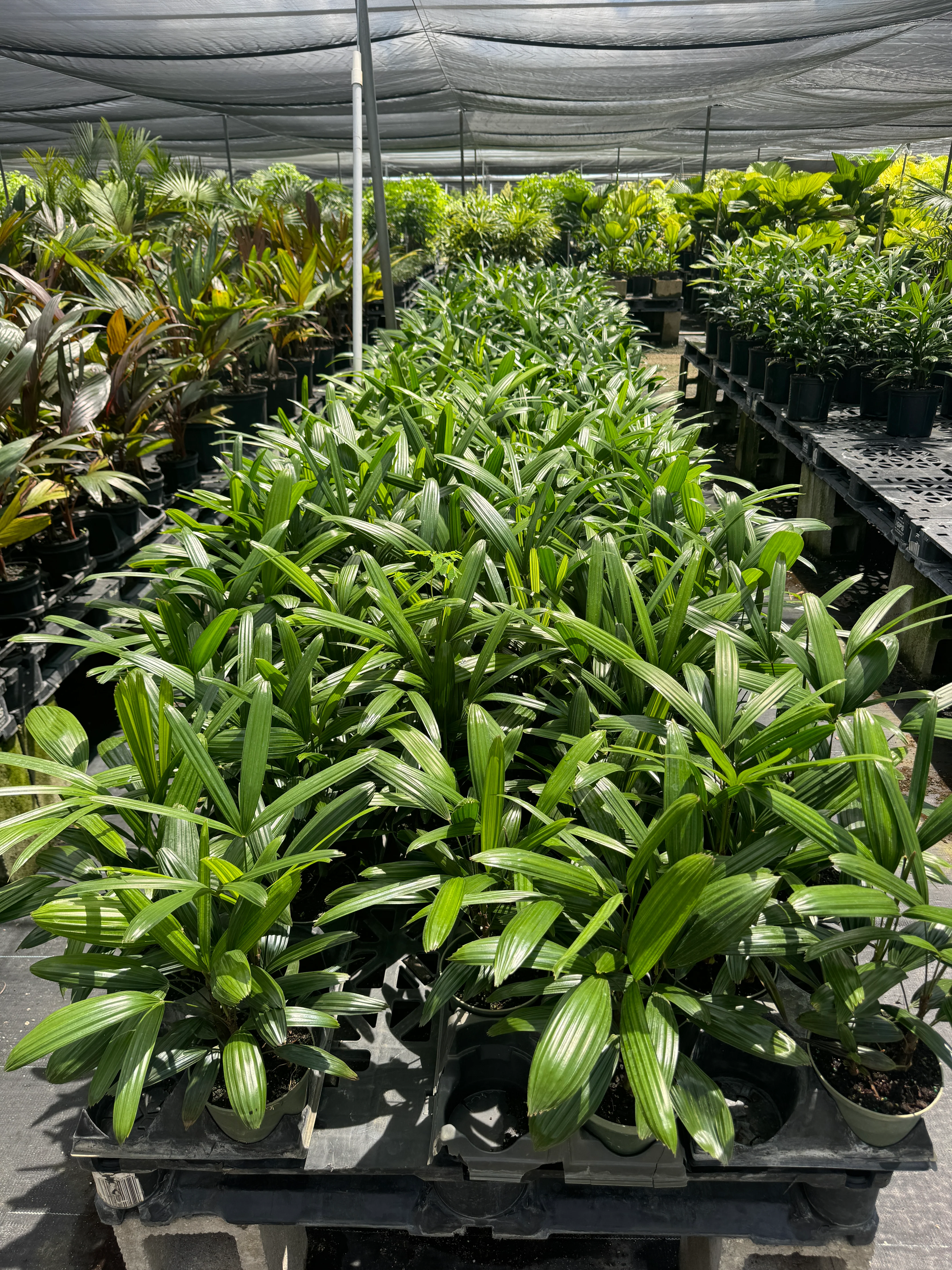 Lady Palm, Rhapis Excelsa, Indoor Queen Palm - Image 11