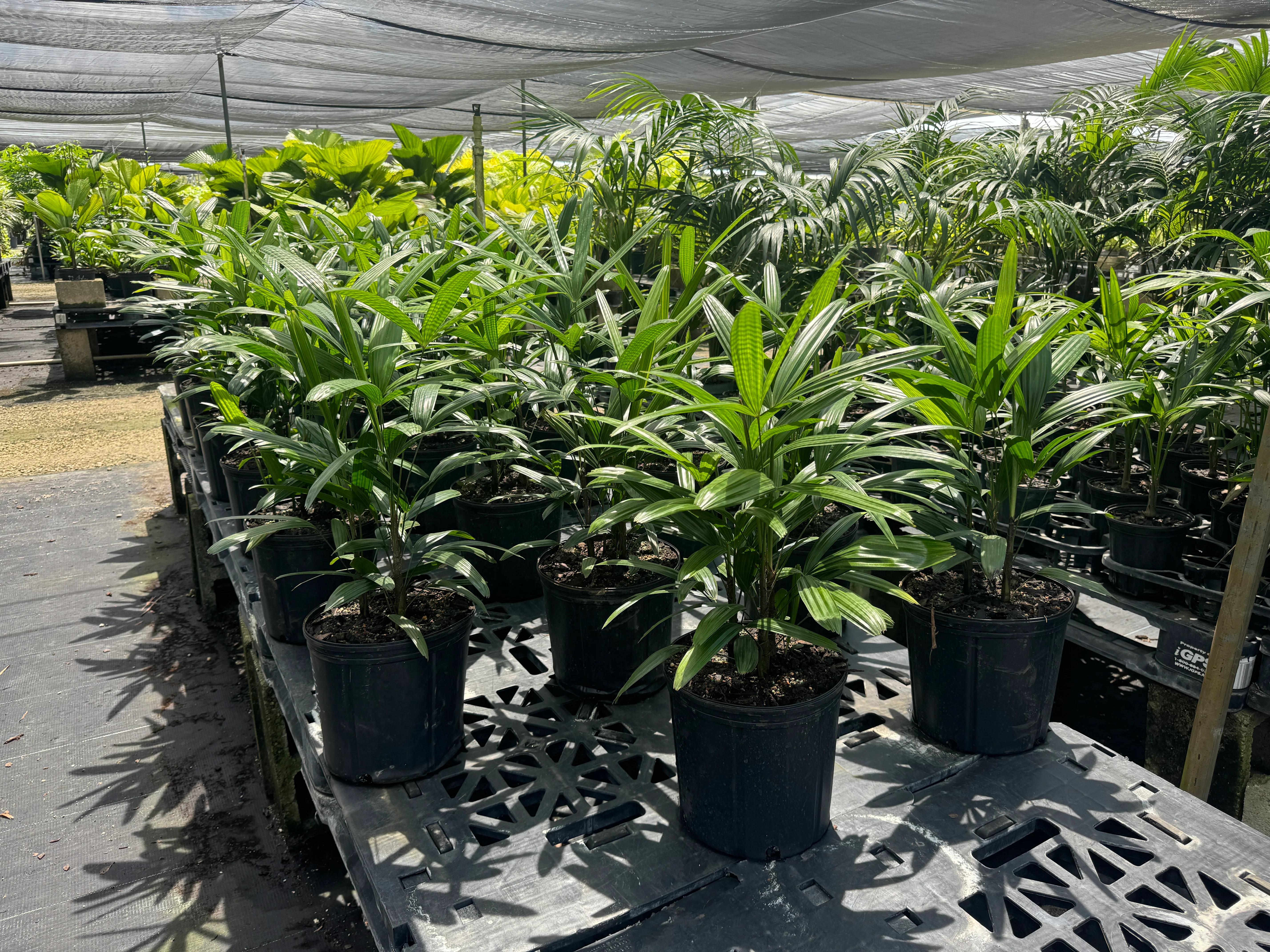 Lady Palm, Rhapis Excelsa, Indoor Queen Palm - Image 3