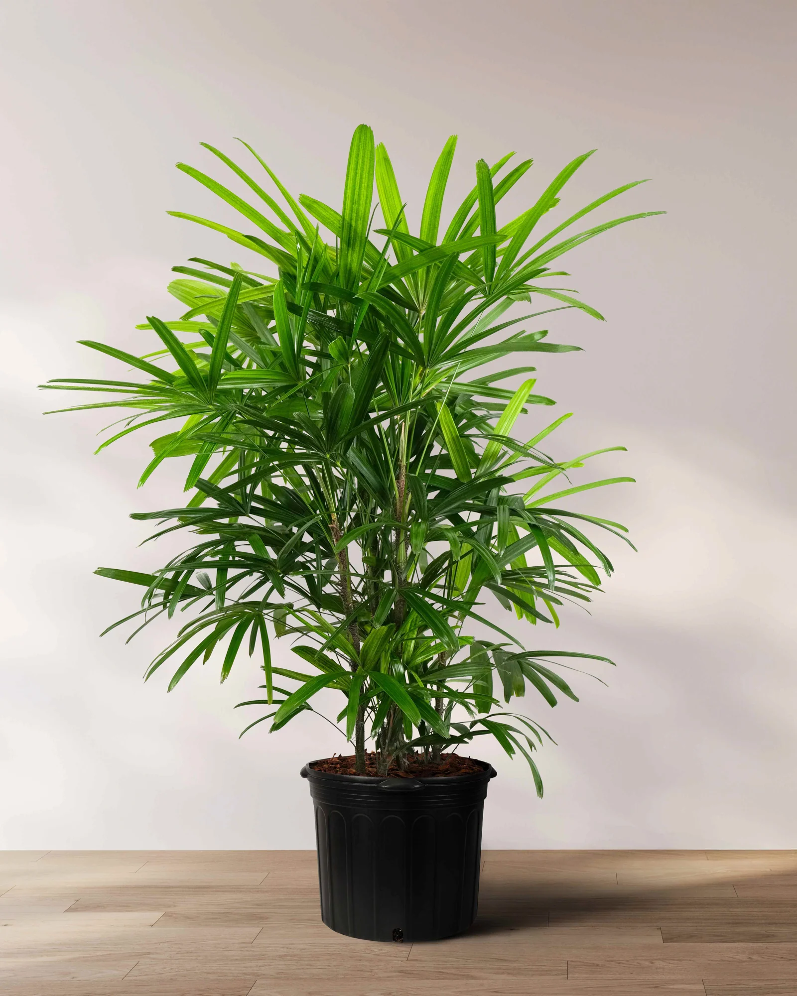 Lady Palm, Rhapis Excelsa, Indoor Queen Palm - Image 4
