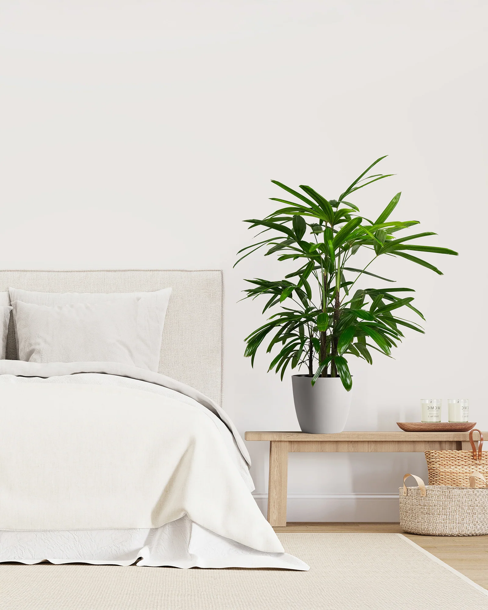 Lady Palm, Rhapis Excelsa, Indoor Queen Palm - Image 6