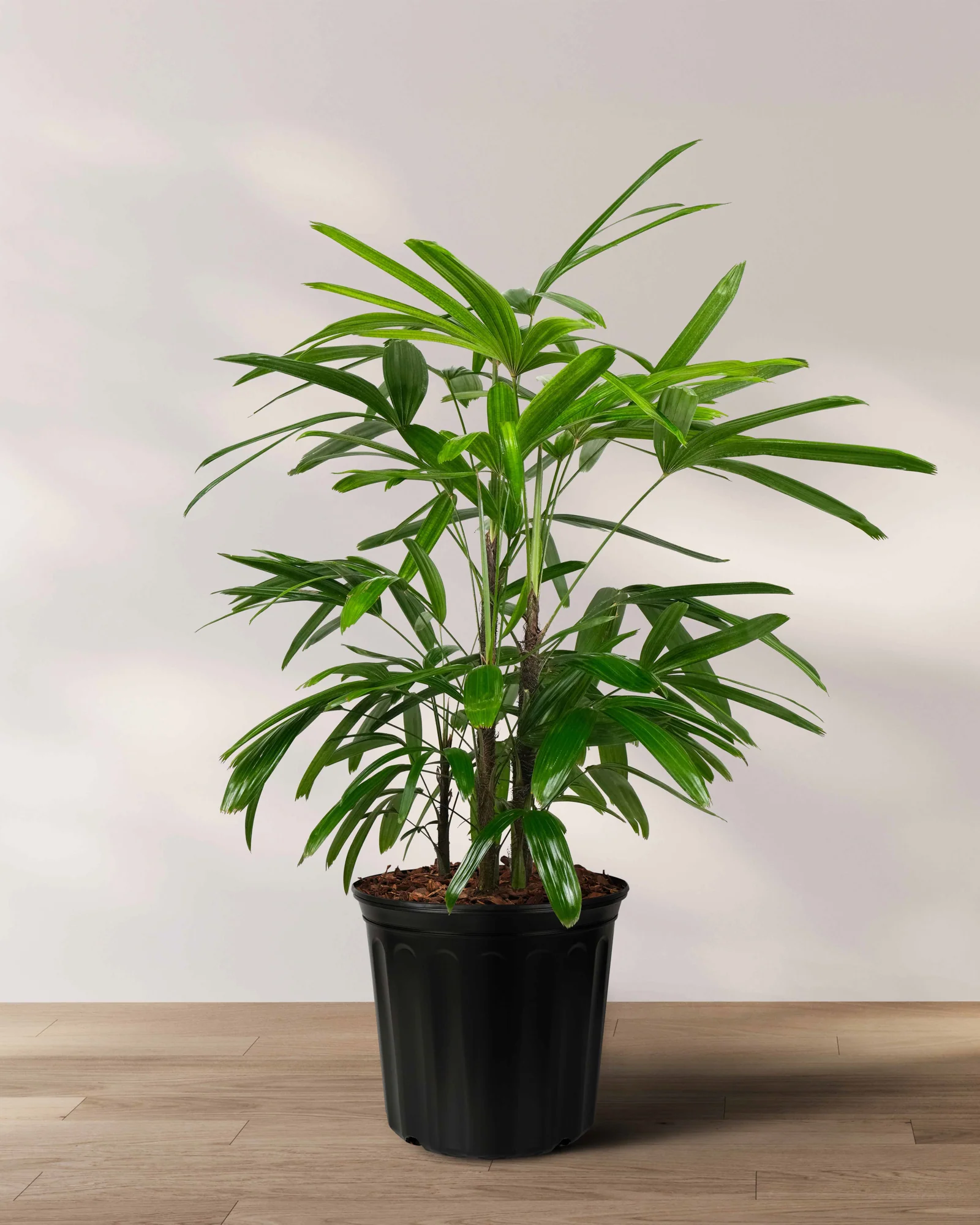 Lady Palm, Rhapis Excelsa, Indoor Queen Palm - Image 7