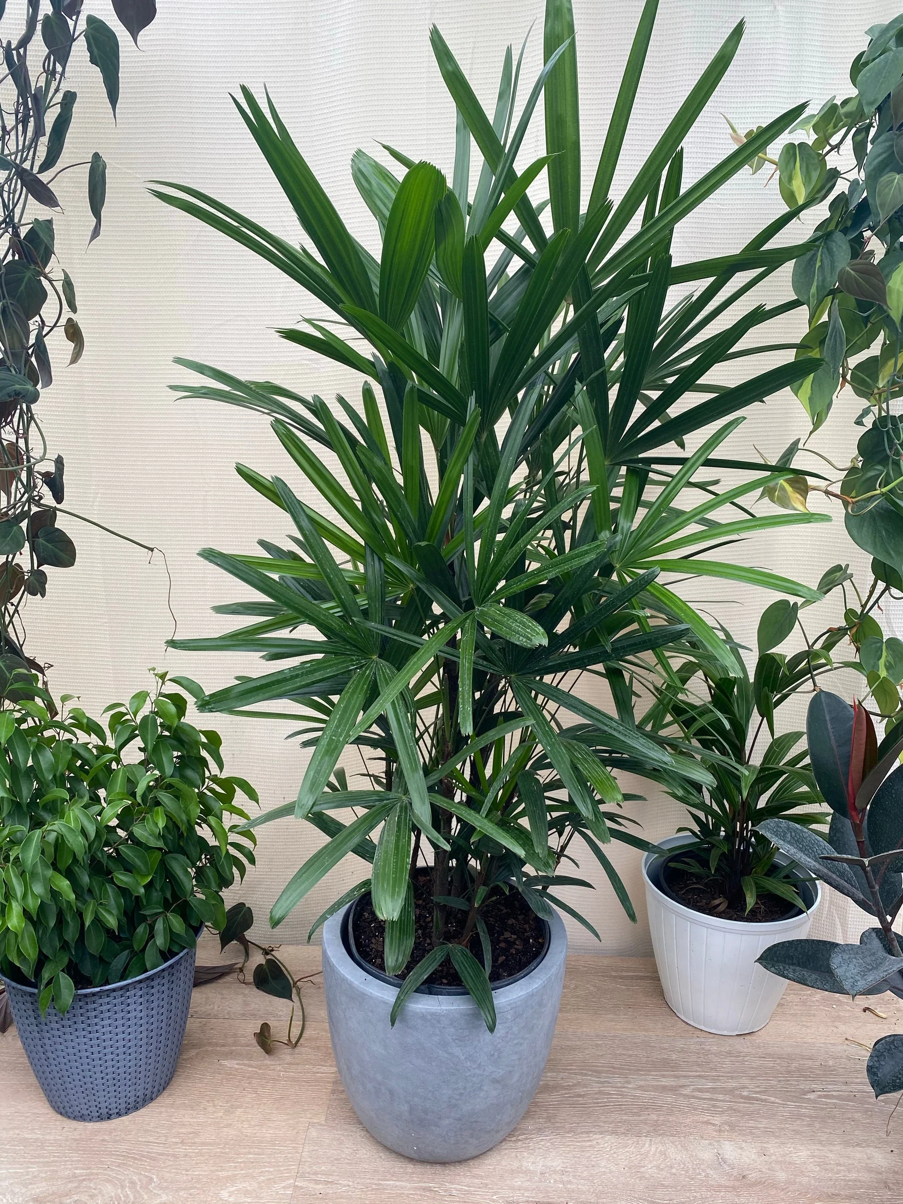 Lady Palm, Rhapis Excelsa, Indoor Queen Palm - Image 9