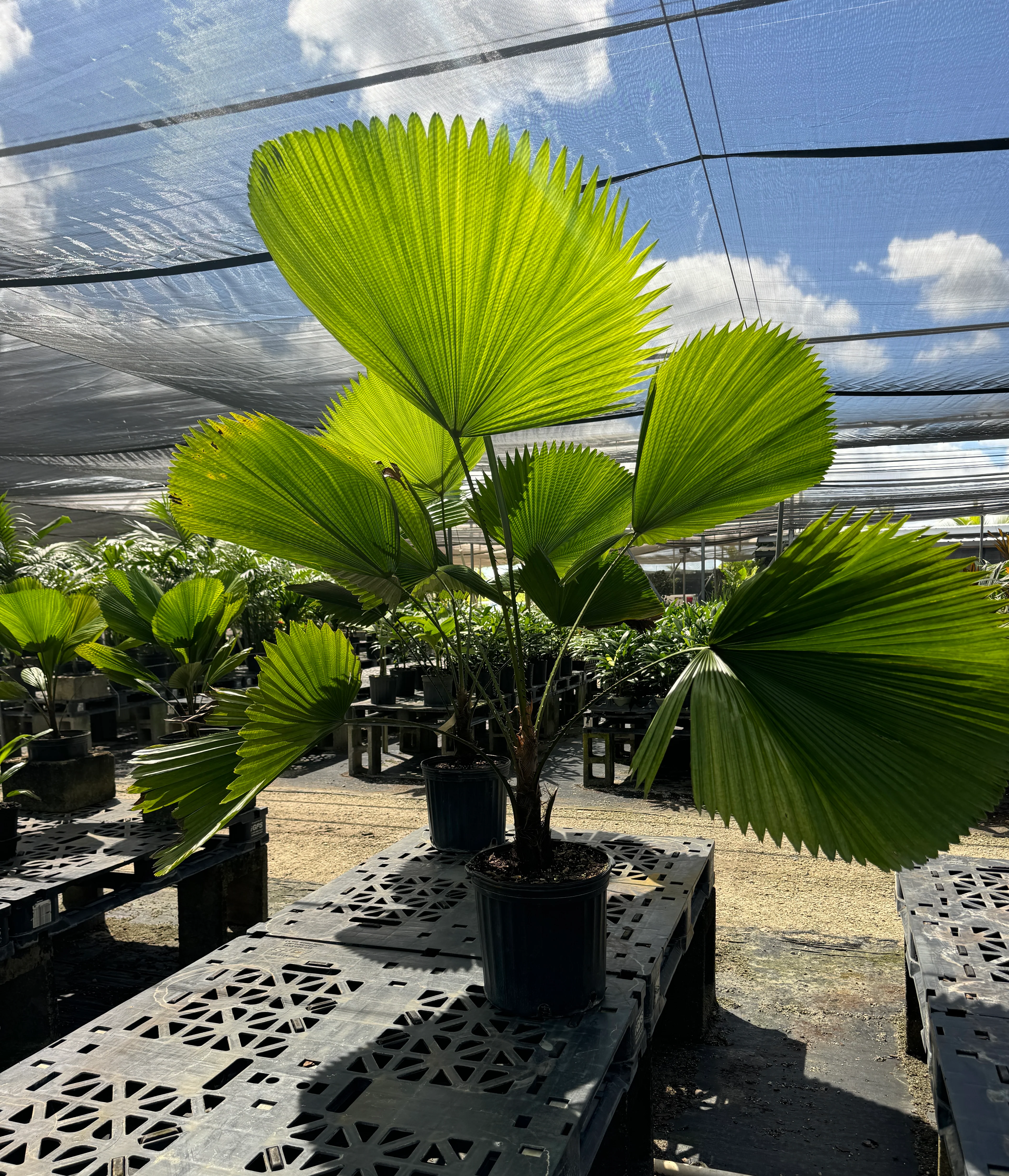Licuala Grandis Fan Palm Tree, Rare and Exotic - Image 14