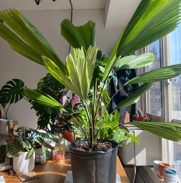 Licuala Grandis Fan Palm Tree, Rare and Exotic - Image 3