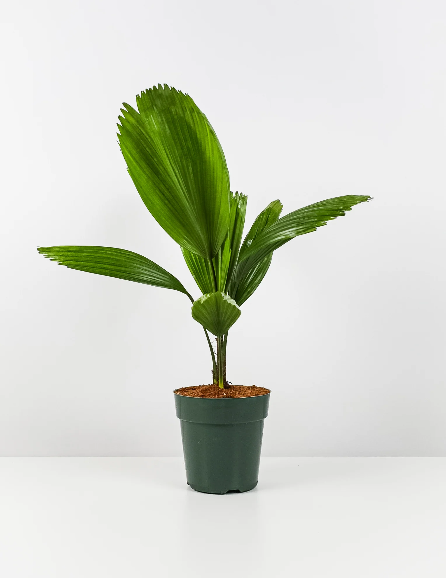 Licuala Grandis Fan Palm Tree, Rare and Exotic - Image 4