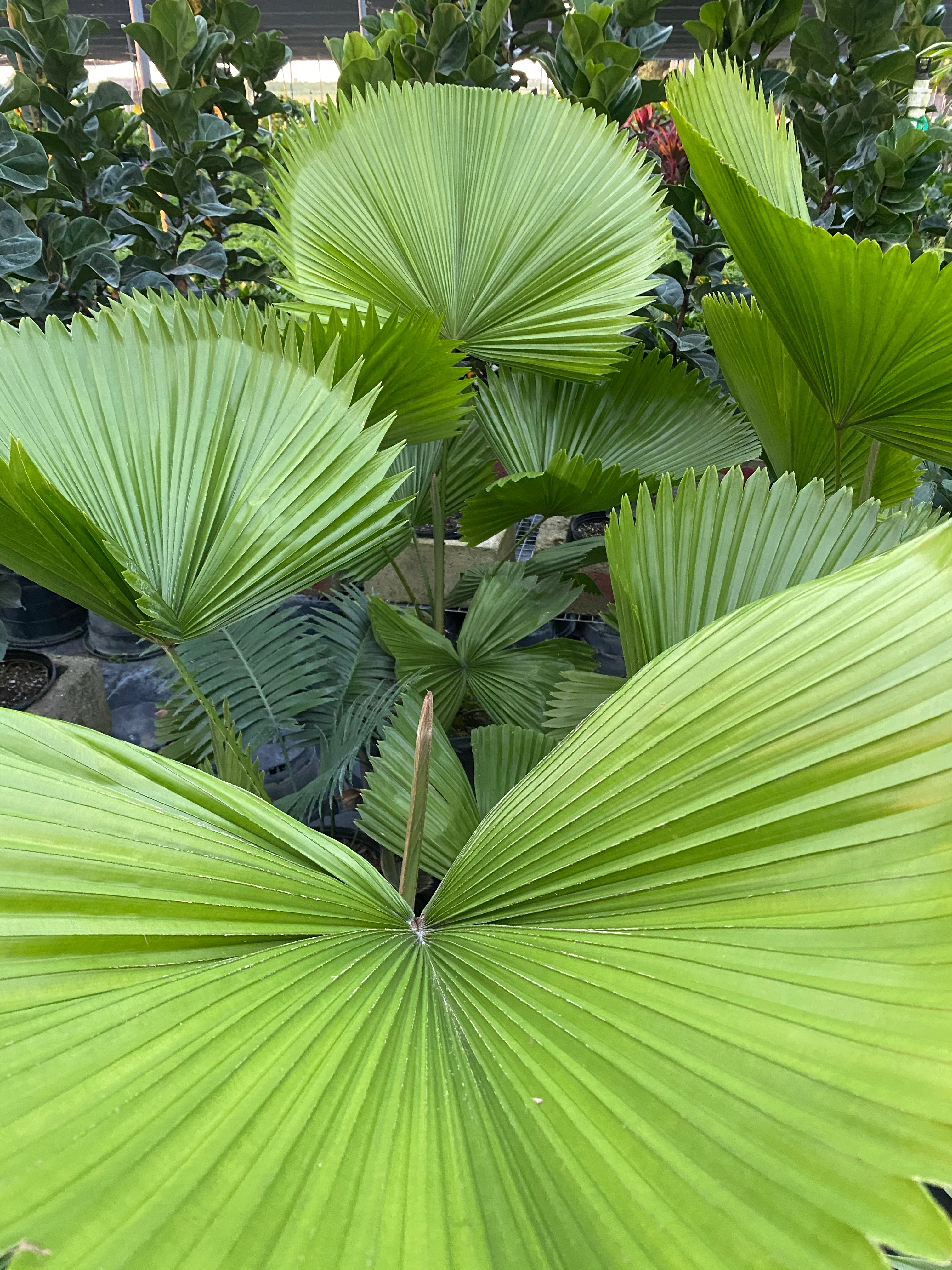Licuala Grandis Fan Palm Tree, Rare and Exotic - Image 5