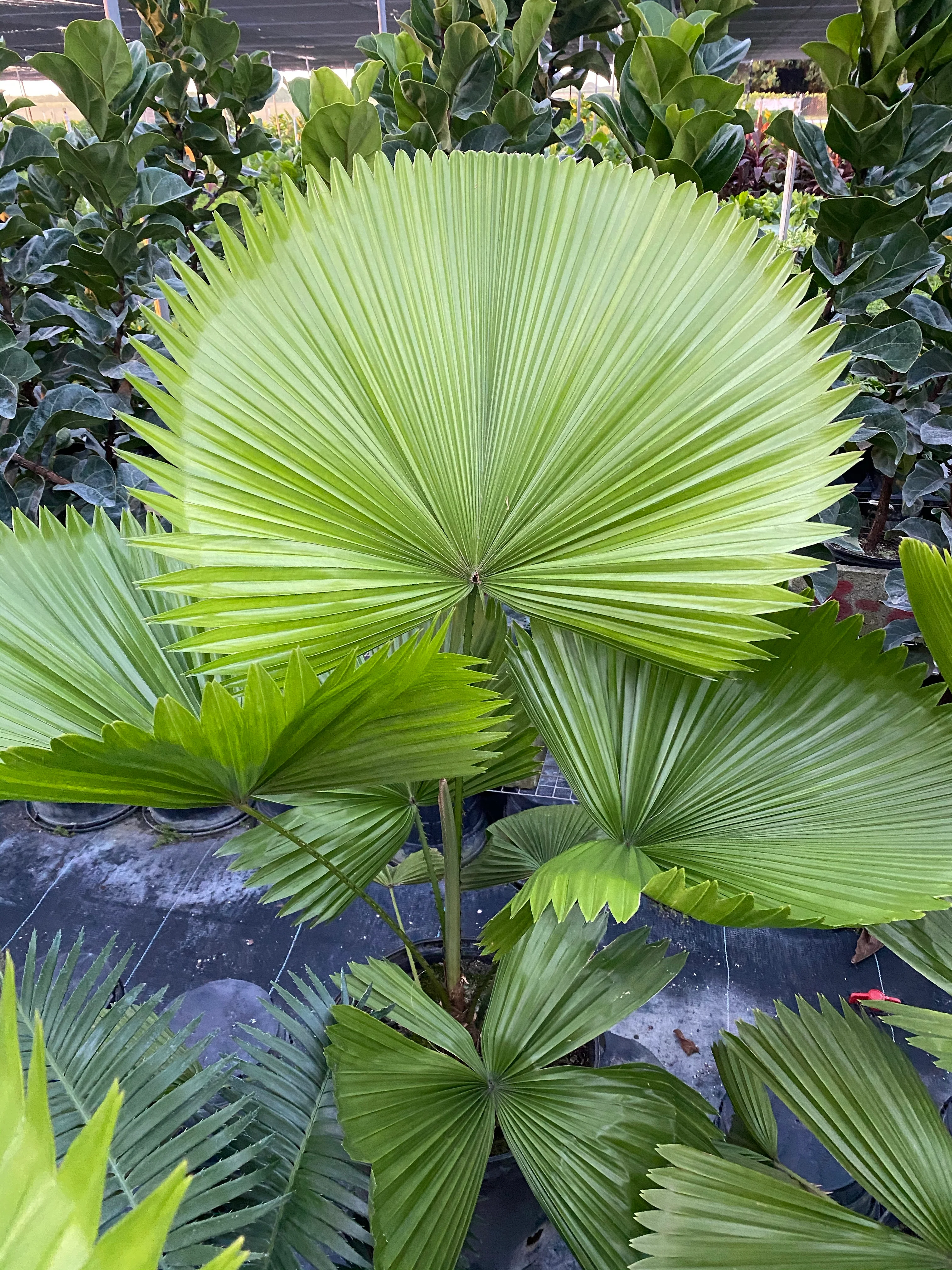 Licuala Grandis Fan Palm Tree, Rare and Exotic - Image 6