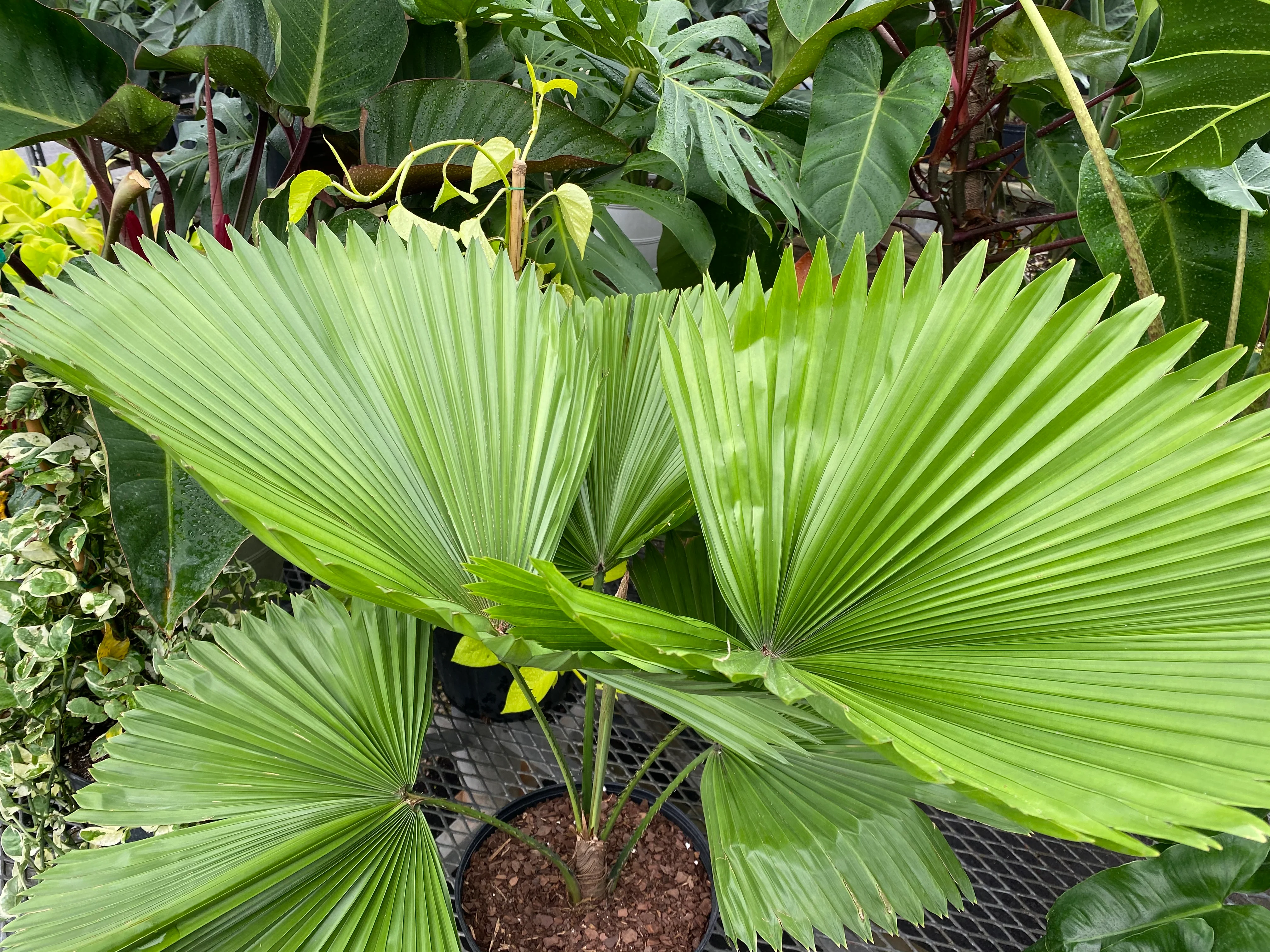 Licuala Grandis Fan Palm Tree, Rare and Exotic - Image 8