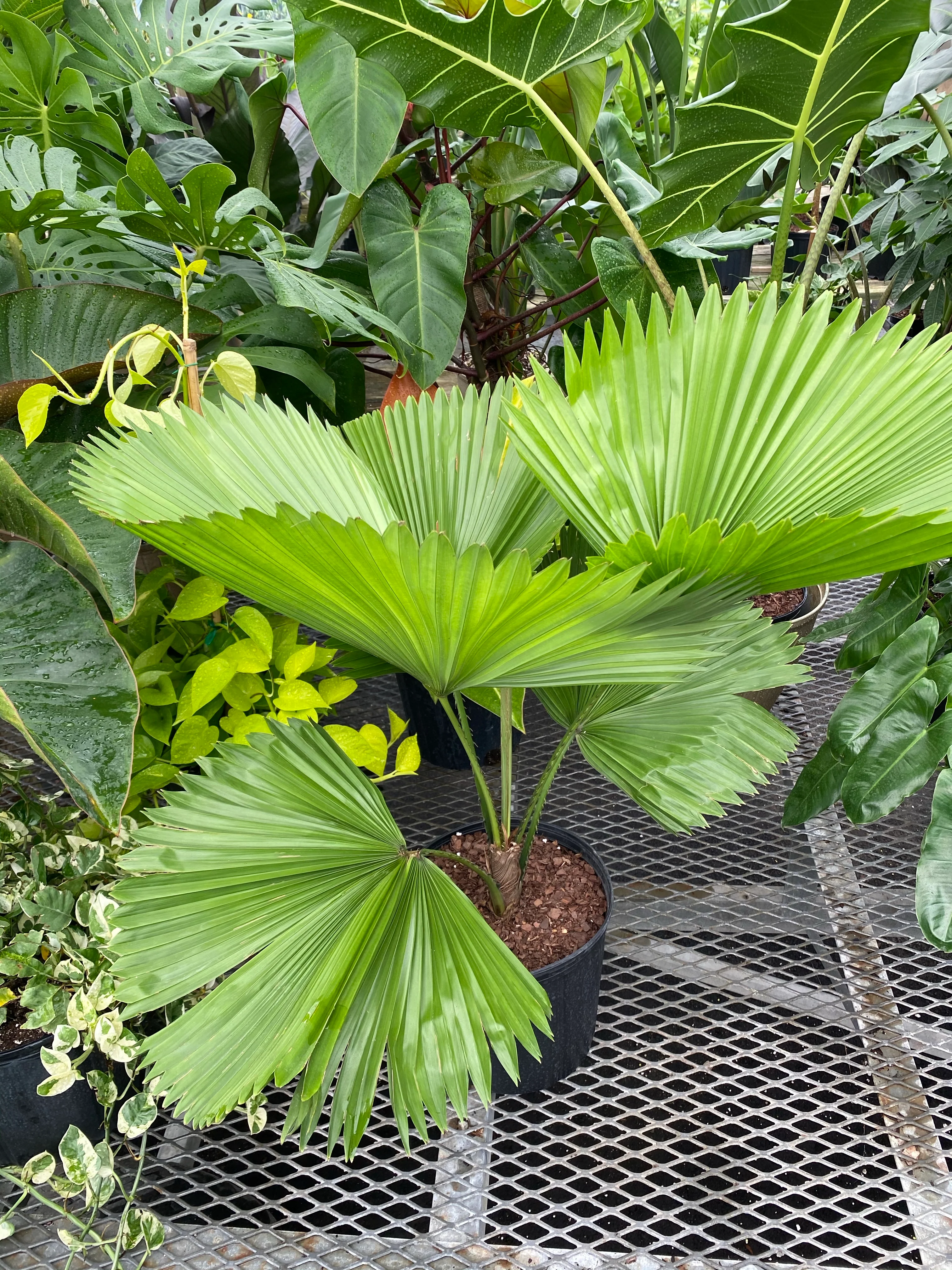 Licuala Grandis Fan Palm Tree, Rare and Exotic - Image 9