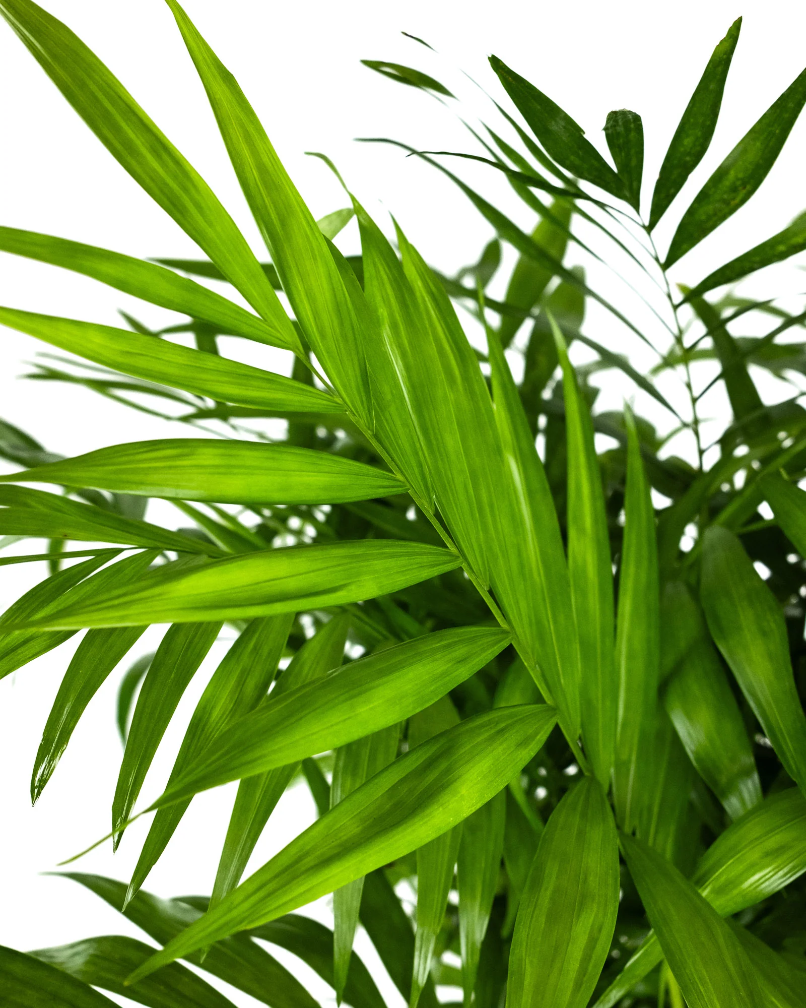 Palm Parlor Neanthe Bella Palm, Live Plant Indoor Air Purifier - Image 3