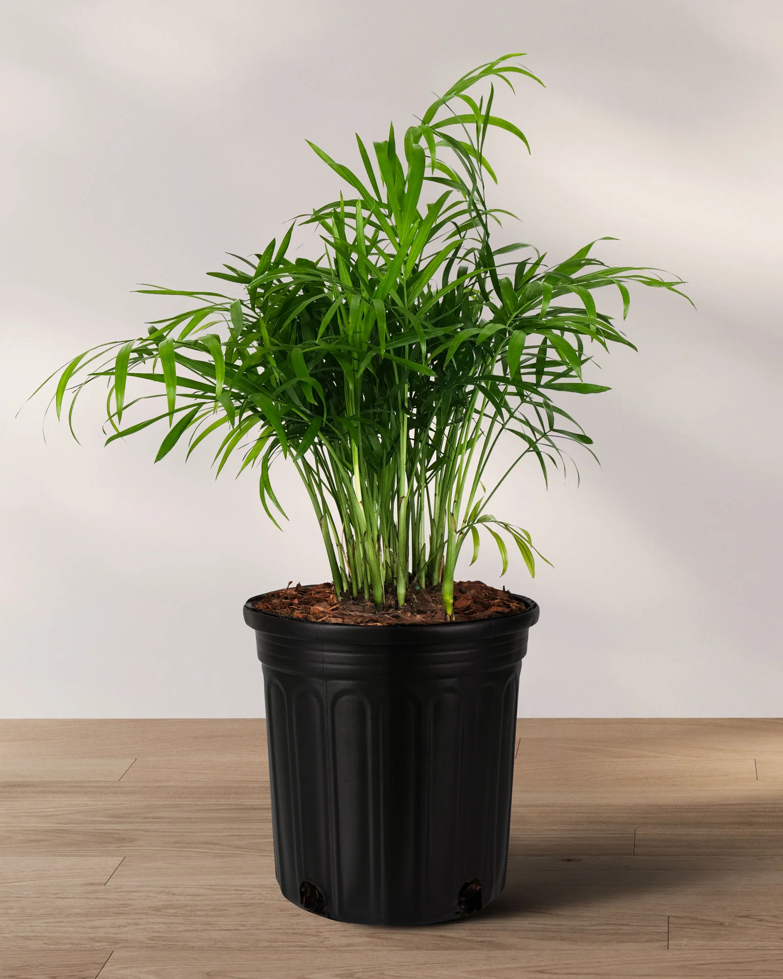 Palm Parlor Neanthe Bella Palm, Live Plant Indoor Air Purifier - Image 4