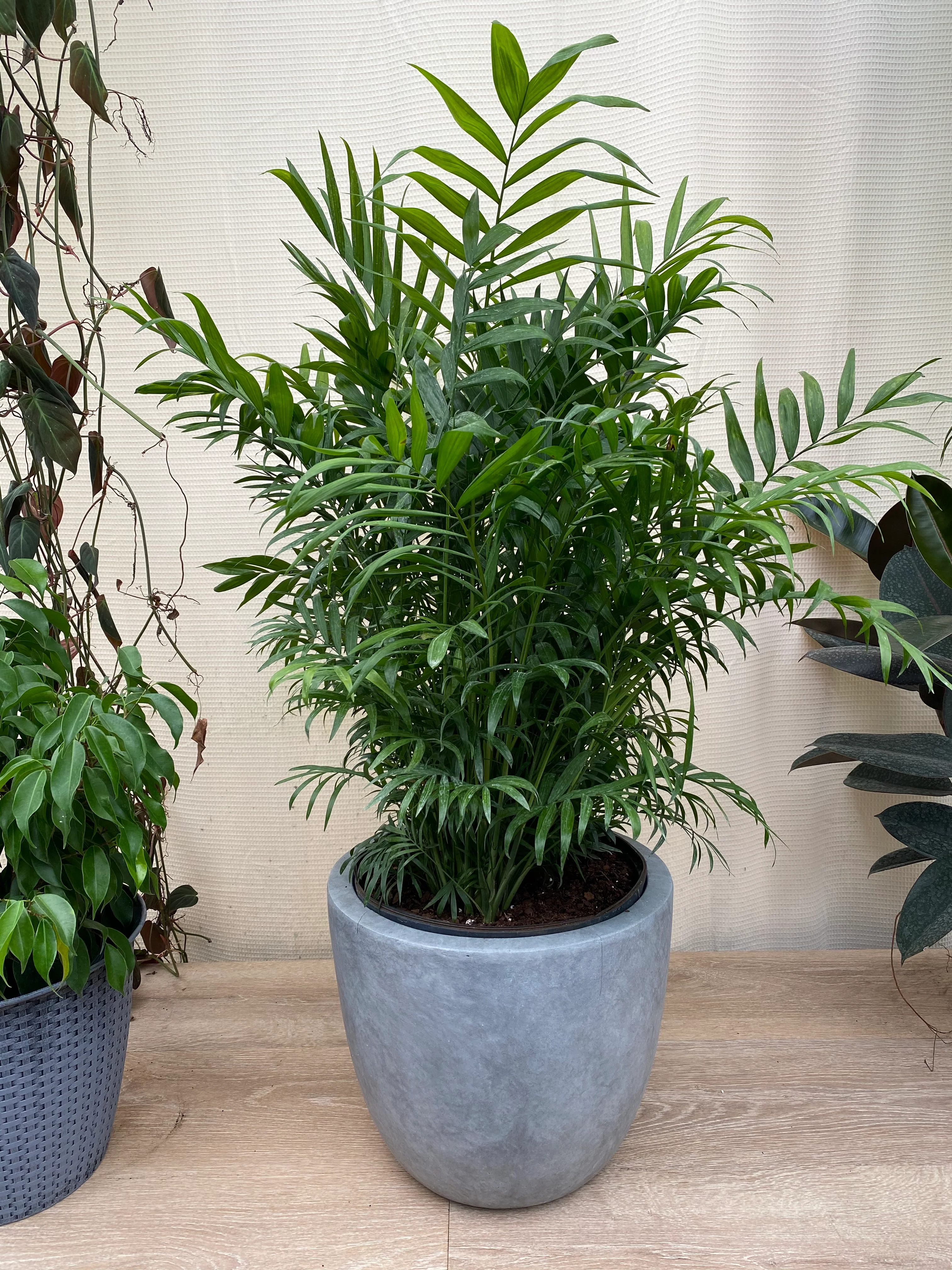 Palm Parlor Neanthe Bella Palm, Live Plant Indoor Air Purifier - Image 5