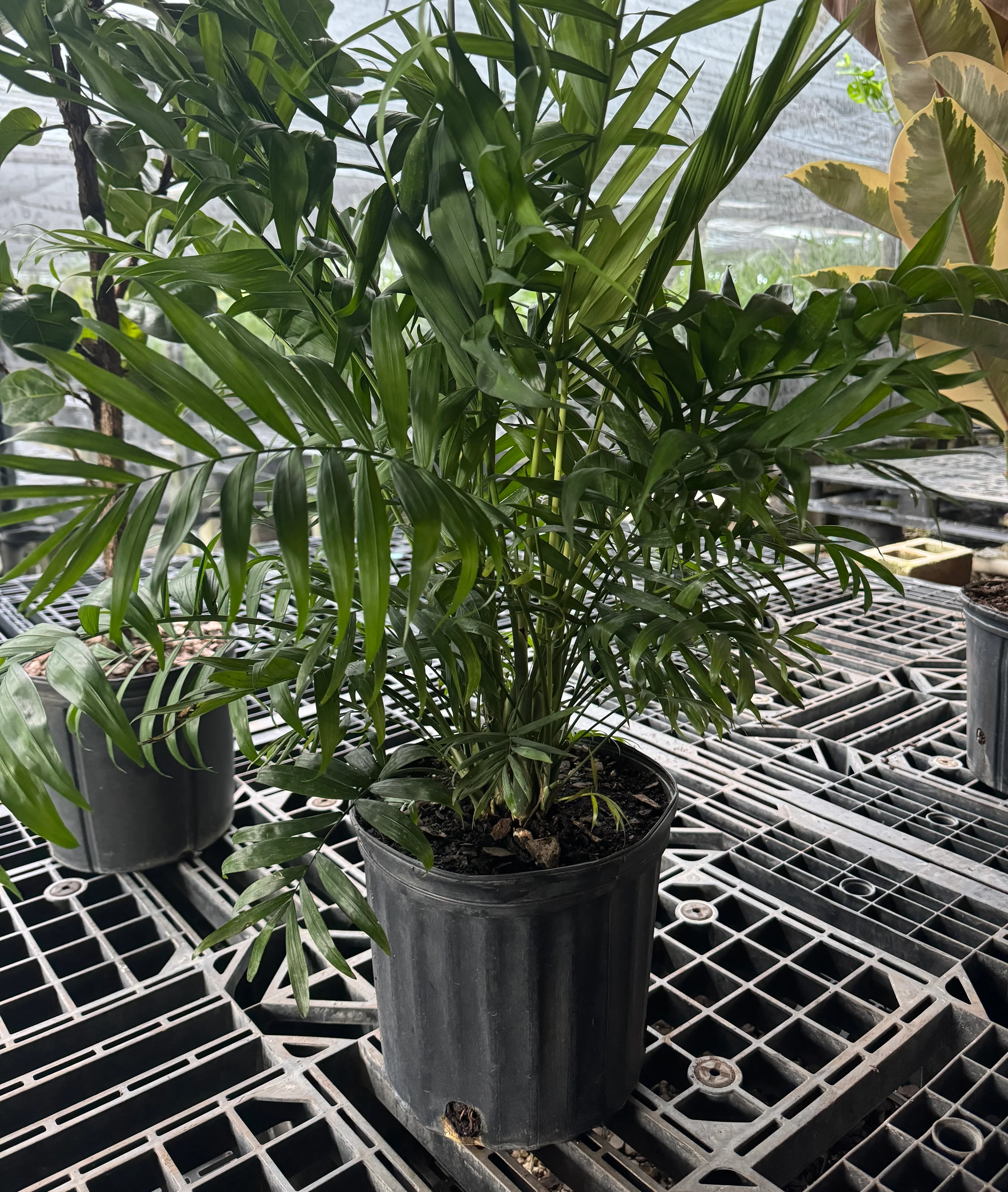 Palm Parlor Neanthe Bella Palm, Live Plant Indoor Air Purifier - Image 6