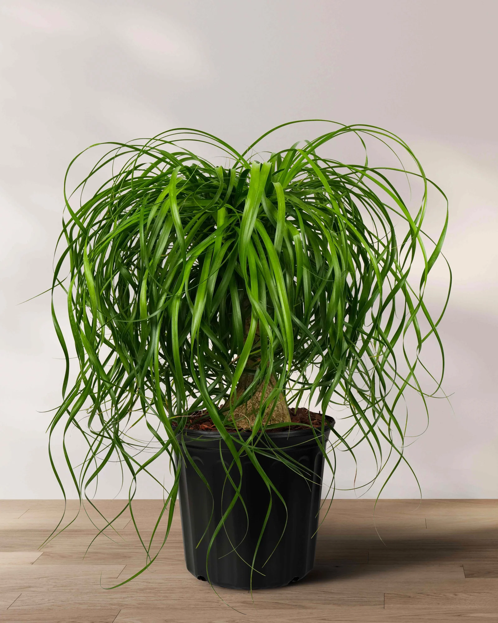 Ponytail Palm Bonsai, Elephant's Foot Palm - Image 3